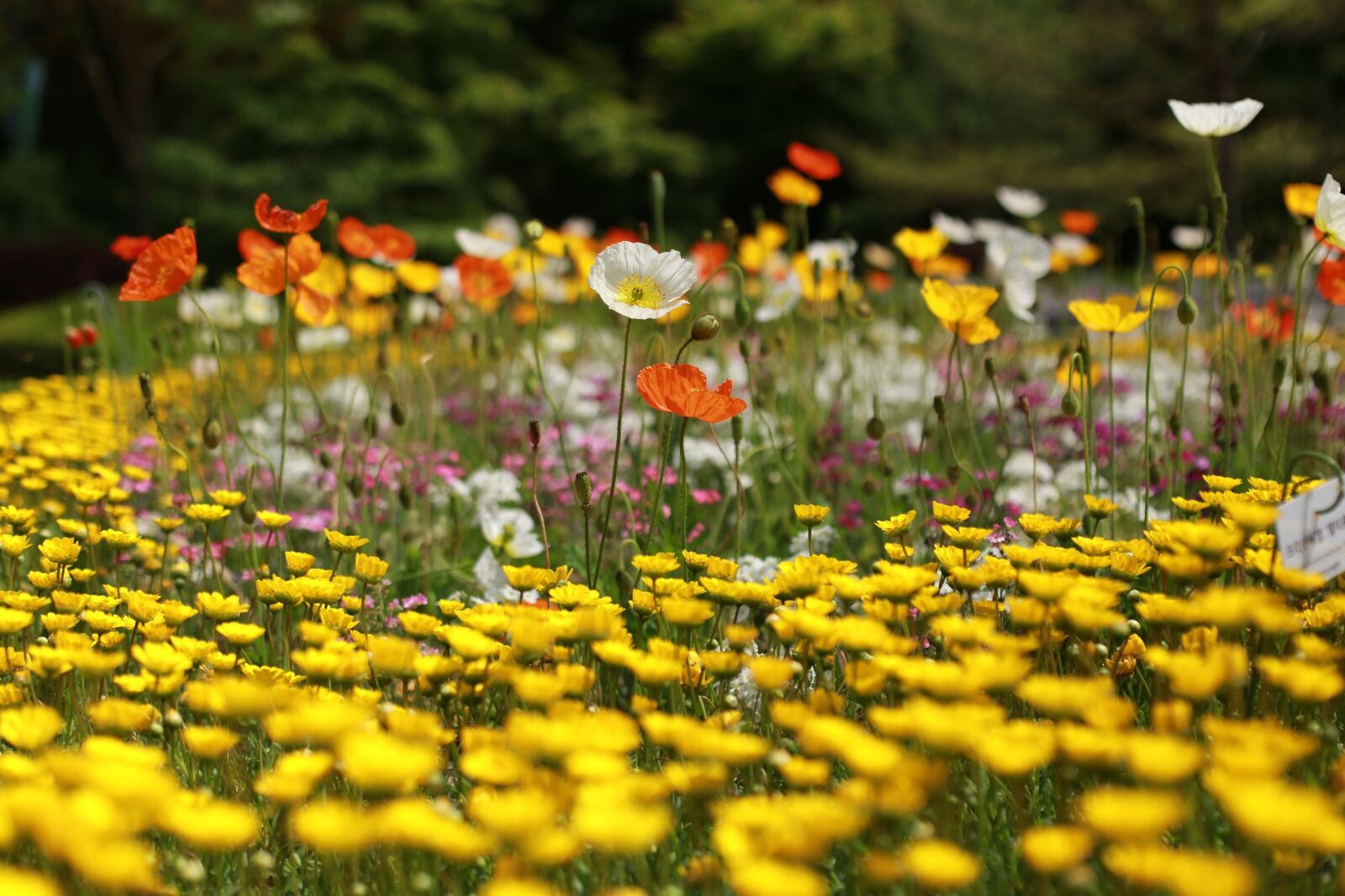 Canon EOS 6D + Canon EF 50mm F1.4 USM sample photo. Papaverales, flowers, nature photography