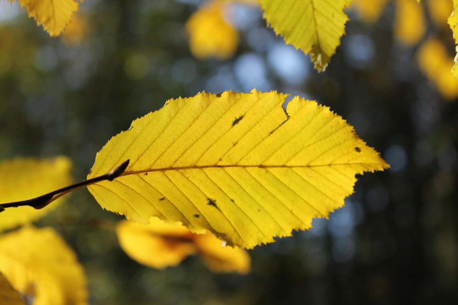 Canon EOS 1100D (EOS Rebel T3 / EOS Kiss X50) sample photo. Autumn, leaf, dried leaves photography