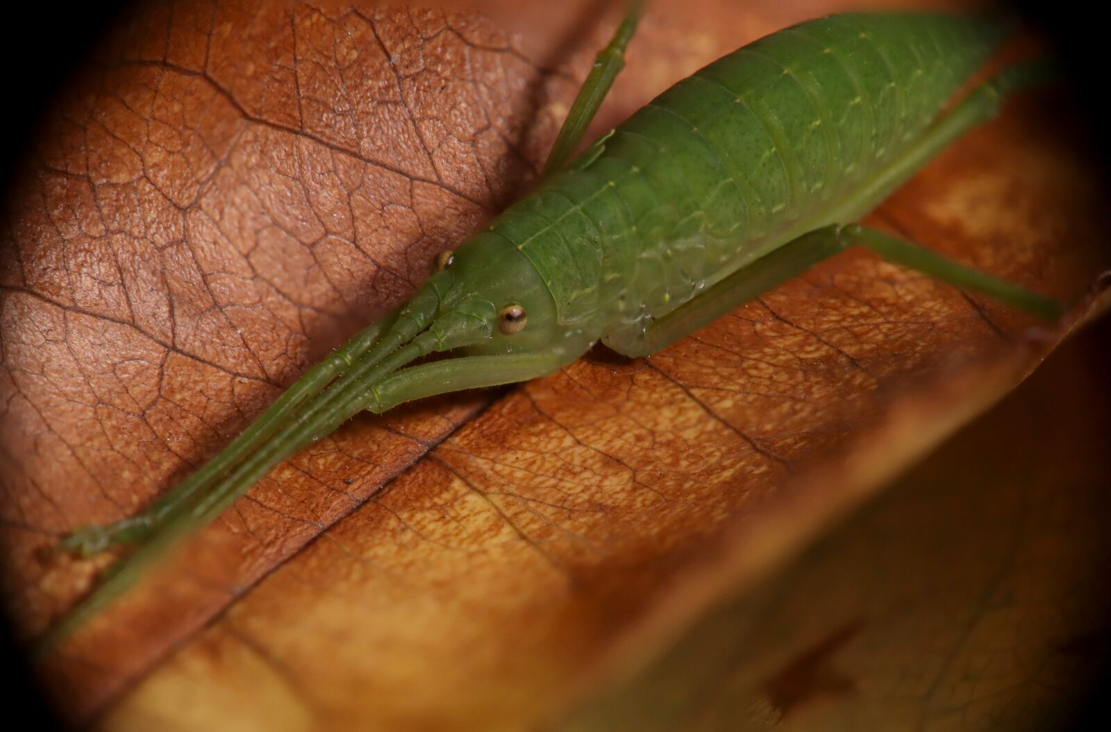 Canon EOS M50 (EOS Kiss M) sample photo. Cricket, insect, grasshopper photography