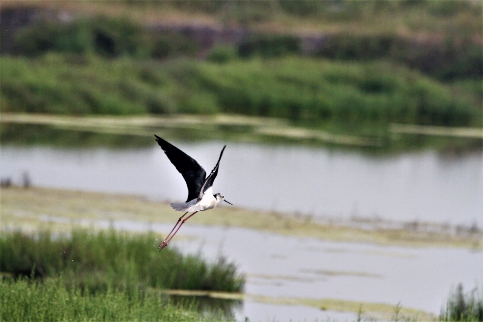 Canon EF 100-400mm F4.5-5.6L IS USM sample photo. Stilt, white, bird photography