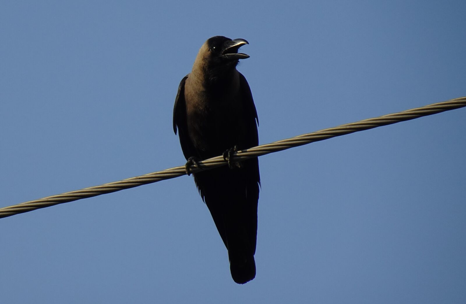 Sony DSC-WX800 sample photo. Bird, crow, house crow photography
