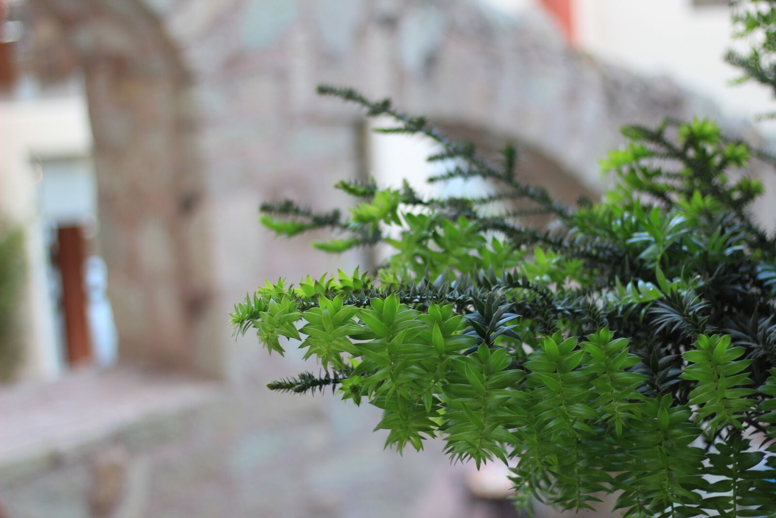 Canon EOS 1300D (EOS Rebel T6 / EOS Kiss X80) sample photo. Green, plant, alive photography