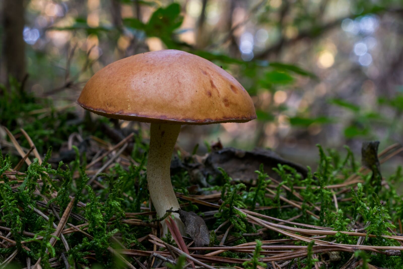 Nikon D5300 sample photo. Mushroom, forest, autumn photography
