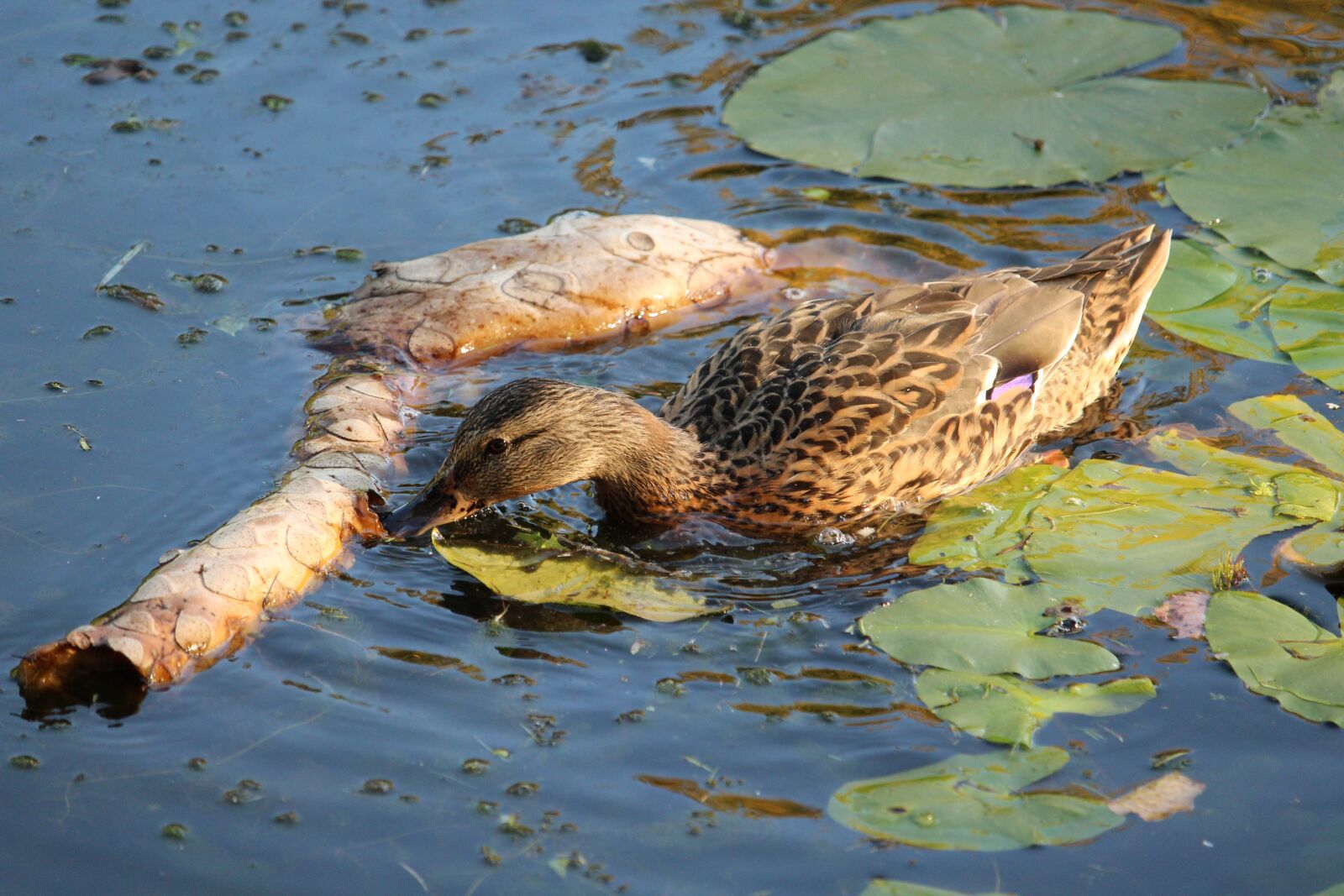 Canon EOS 1300D (EOS Rebel T6 / EOS Kiss X80) sample photo. Nature, duck, animal photography