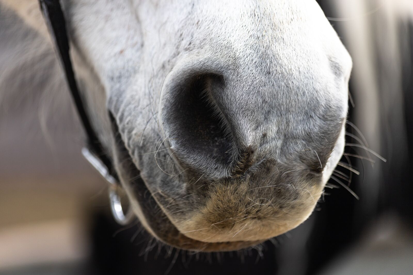 Canon EF 70-300mm F4-5.6 IS USM sample photo. Horse, animal, animal world photography