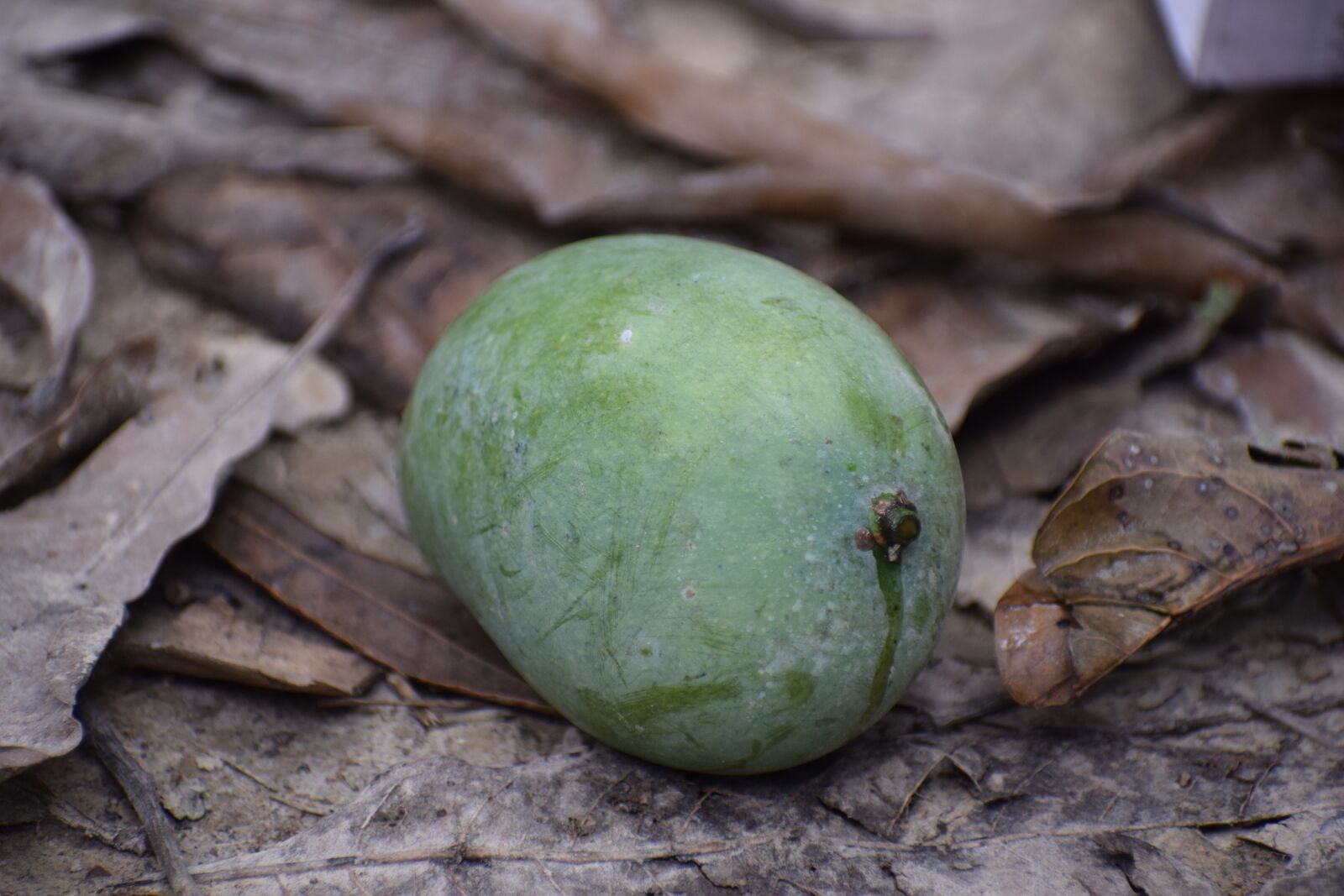 Nikon D5300 sample photo. Green, mango, fruit photography