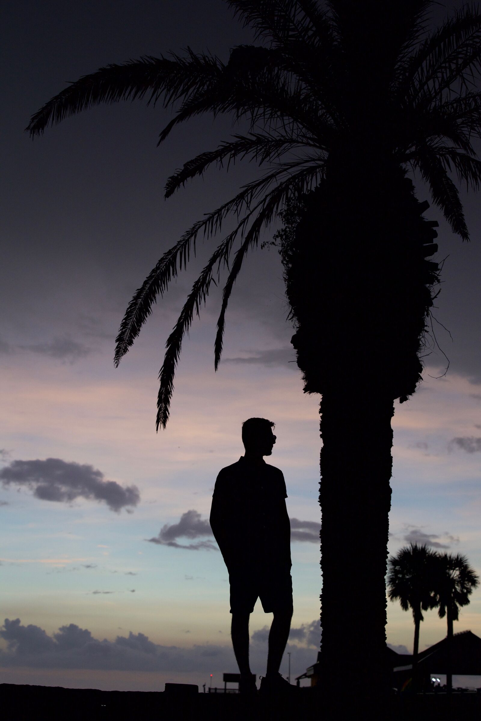 Nikon D5 sample photo. Silhouette, palm tree, teenage photography