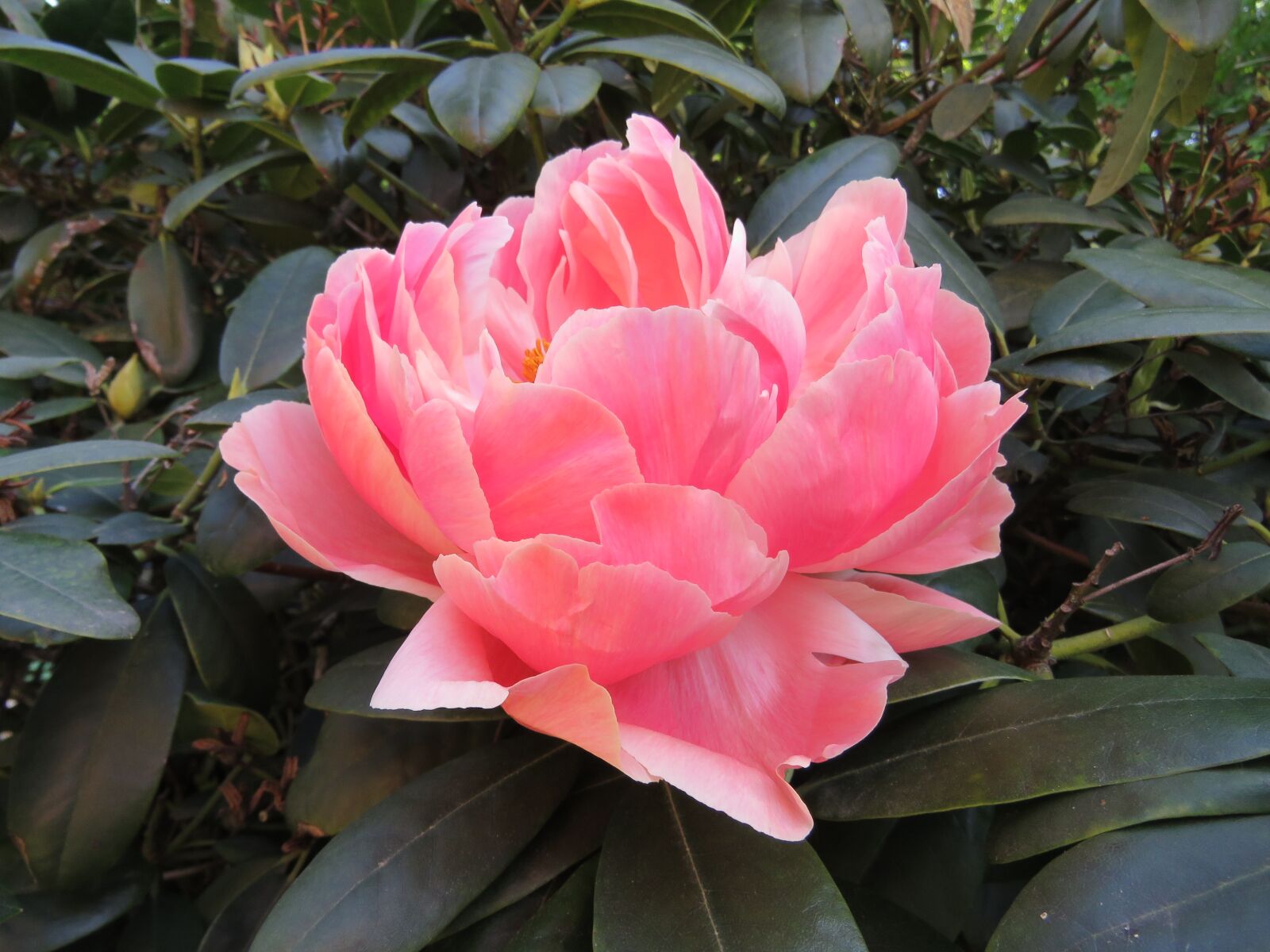 Canon PowerShot SX60 HS sample photo. Peony, rose, pink photography