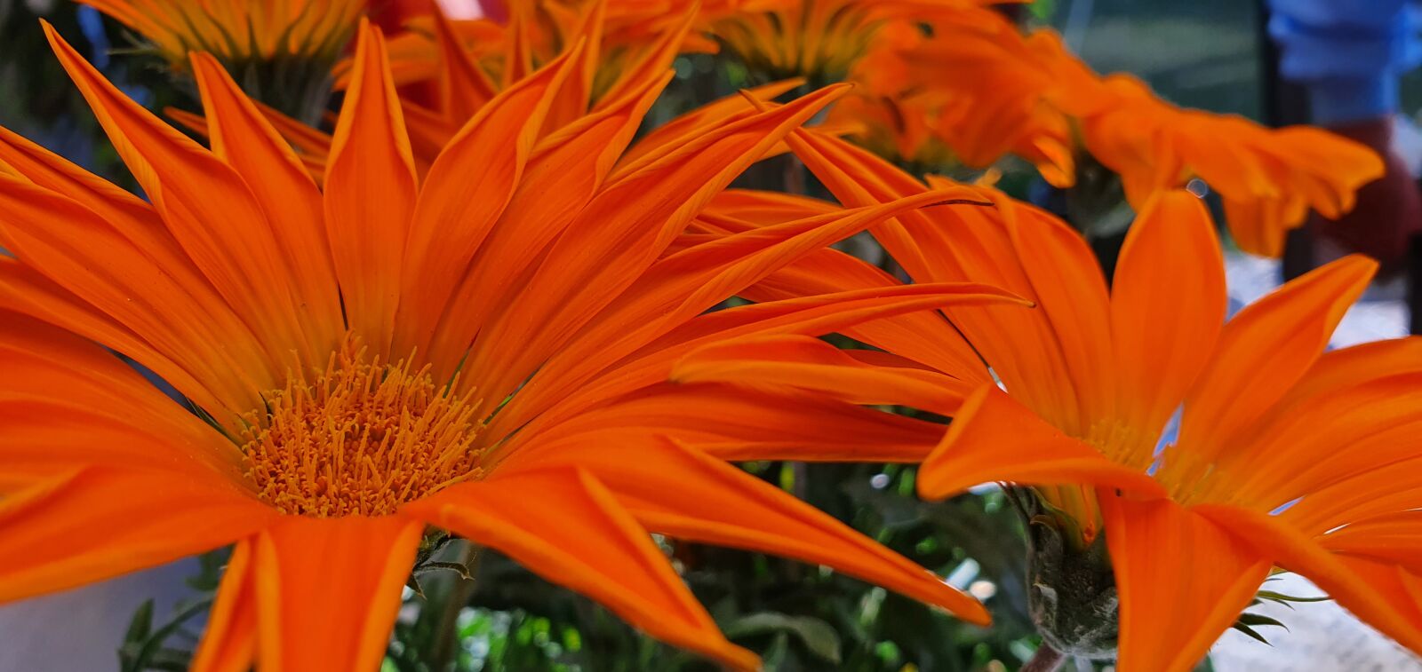 Samsung Galaxy S10 sample photo. Flowers, nature, sun photography