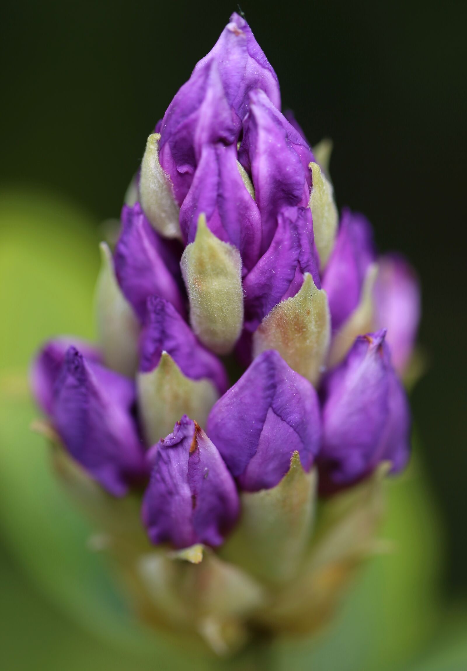 Canon EF 100mm F2.8L Macro IS USM sample photo. Blossom, bloom, flower photography