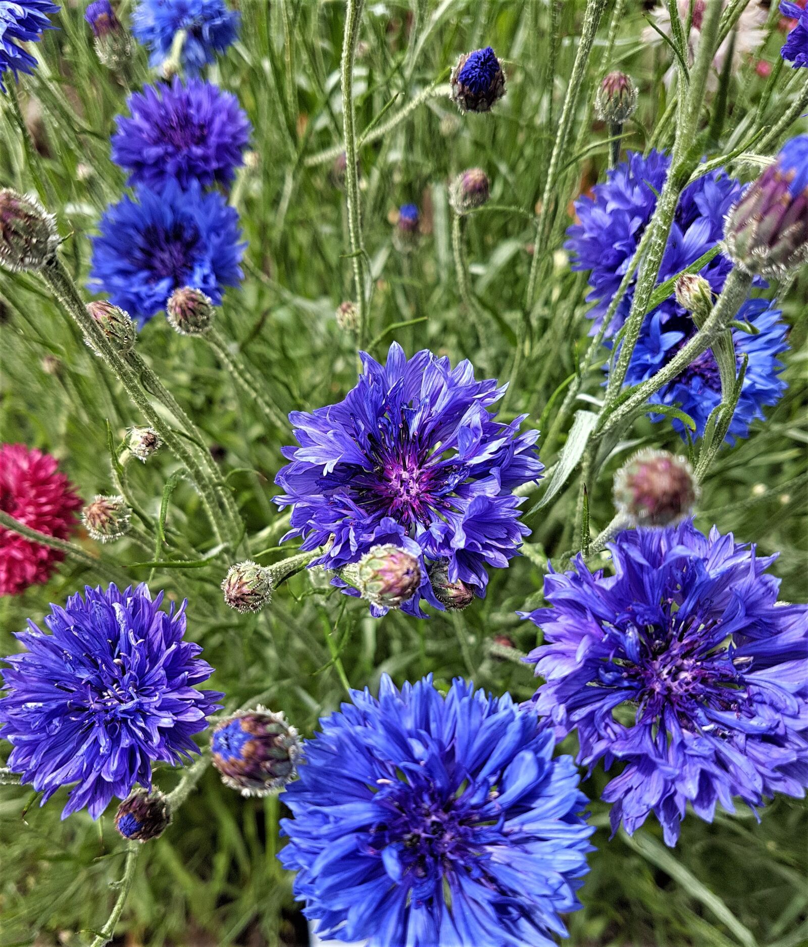 Samsung Galaxy S7 Edge sample photo. Cornflower, blue, flower photography