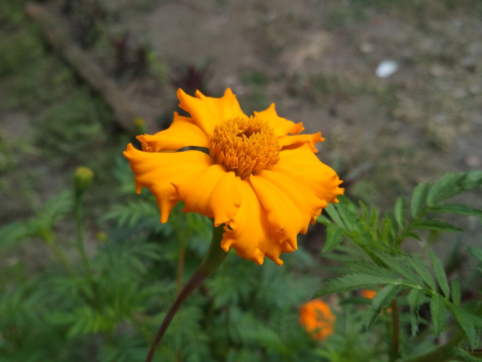 Xiaomi Redmi 4X sample photo. Marigold, flower, attractive photography