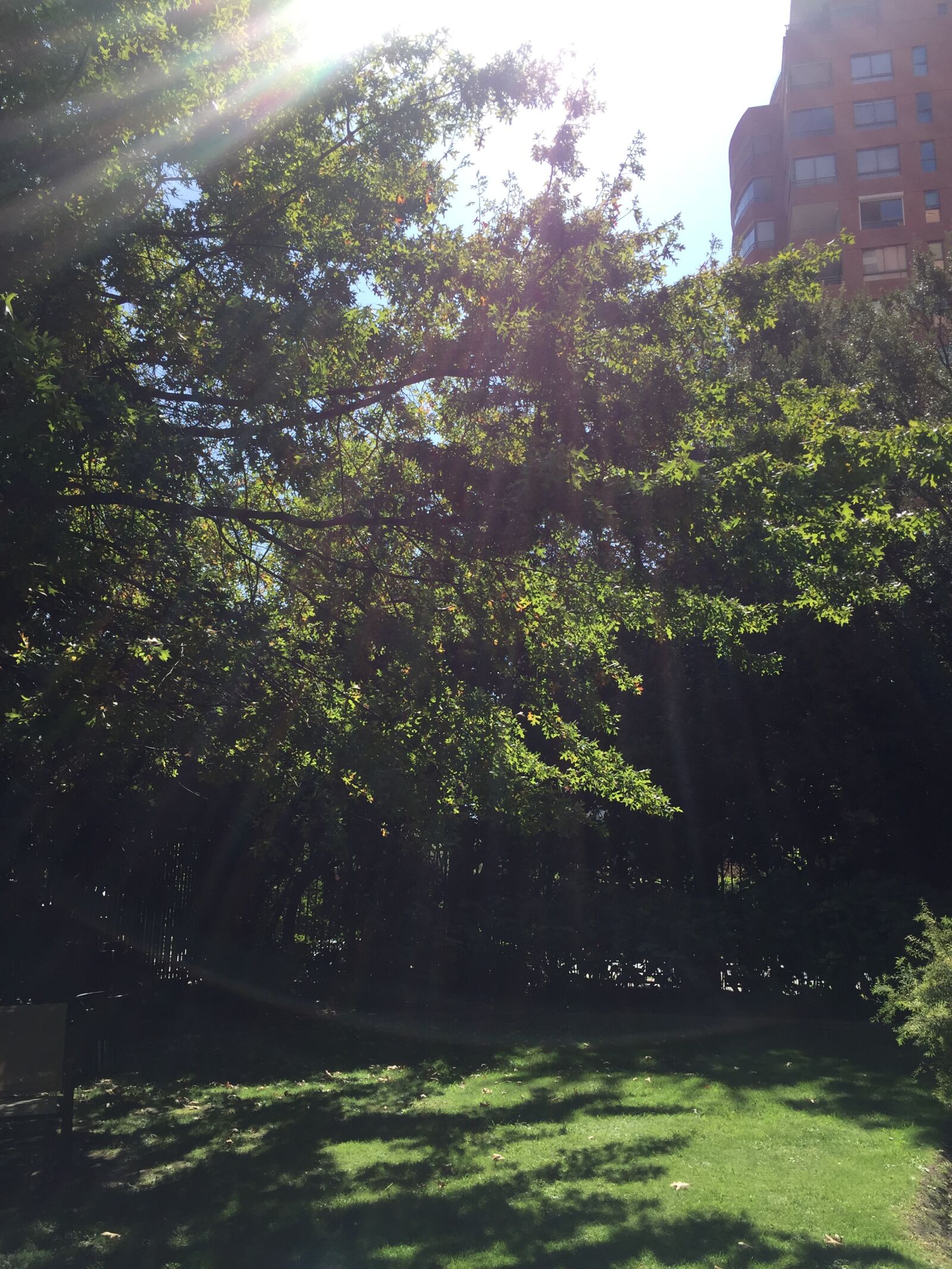 iPhone 6 back camera 4.15mm f/2.2 sample photo. Sol, jardin, paz photography