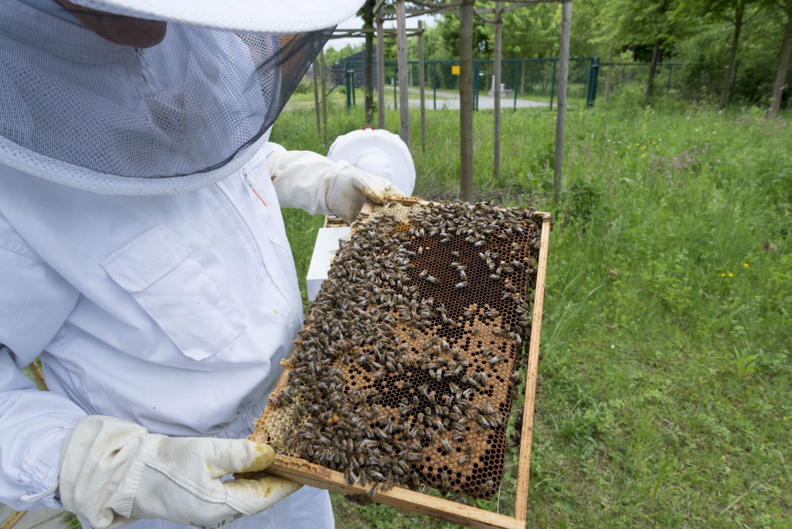Nikon D800 sample photo. Beekeeper, bees, beehive photography