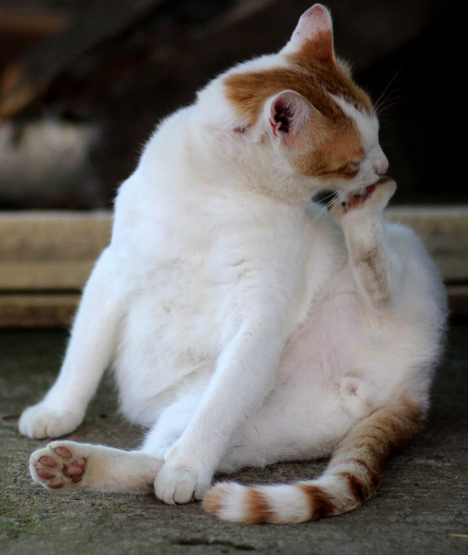 Canon EOS 700D (EOS Rebel T5i / EOS Kiss X7i) + Canon EF 85mm F1.8 USM sample photo. Cat, white, orange photography