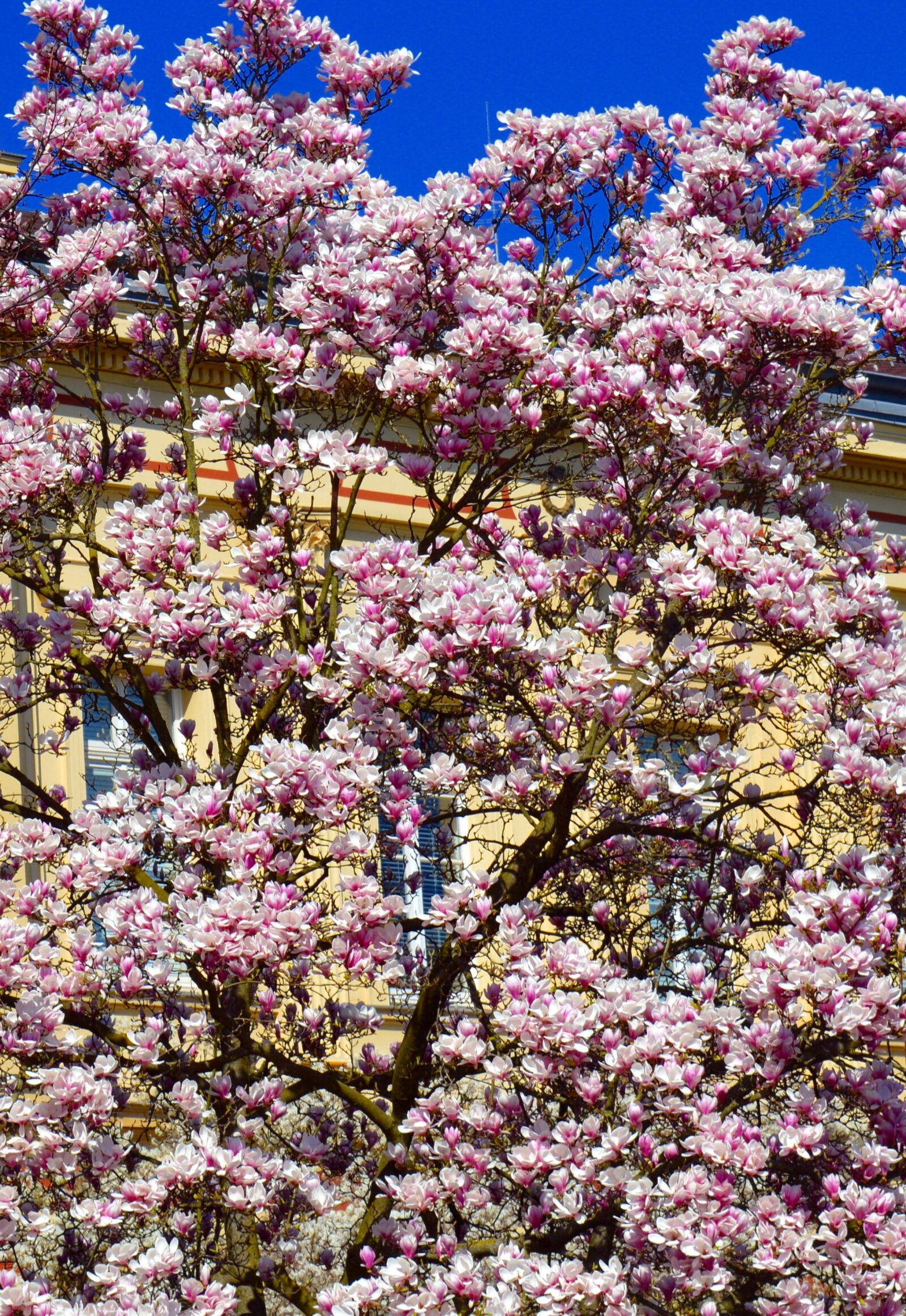 Nikon D3200 sample photo. Magnolia, magnolia tree, spring photography