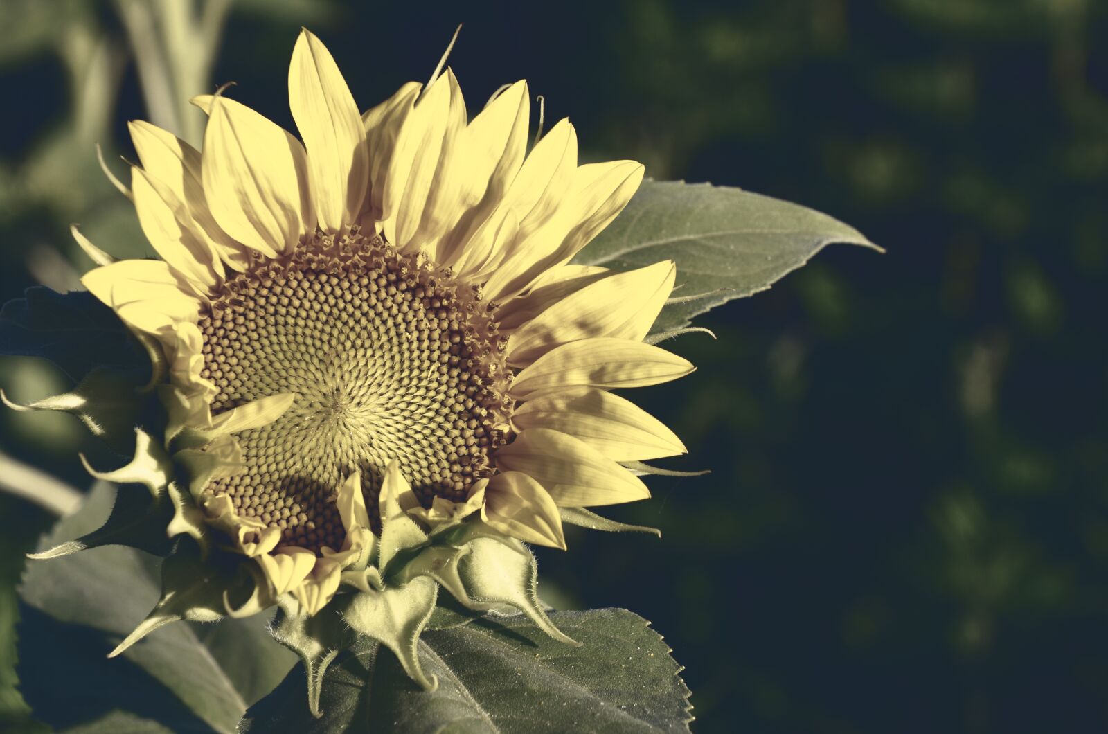 Nikon D7000 sample photo. Sunflower, bloom, flower photography