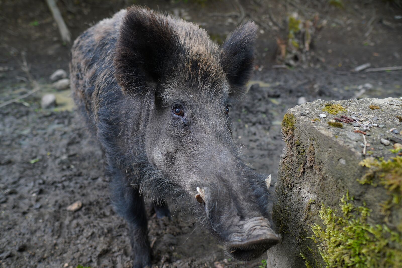 Sony a6400 + Sigma 16mm F1.4 DC DN | C sample photo. Wild boar, pig, sows photography
