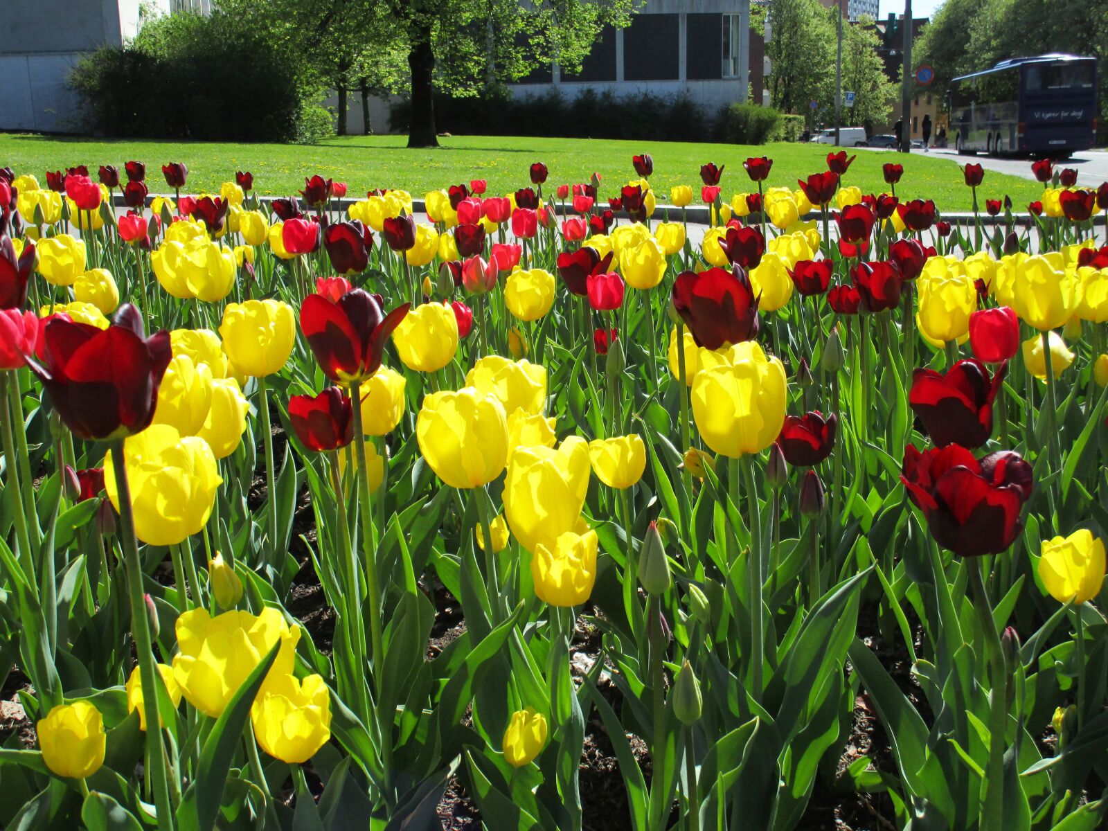Canon PowerShot ELPH 150 IS (IXUS 155 / IXY 140) sample photo. Tulip, tulips, flower photography