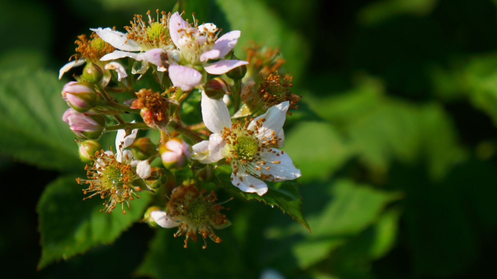 Sony Alpha a3000 + Sony E 18-55mm F3.5-5.6 OSS sample photo. Nature, plants, flowering blackberry photography