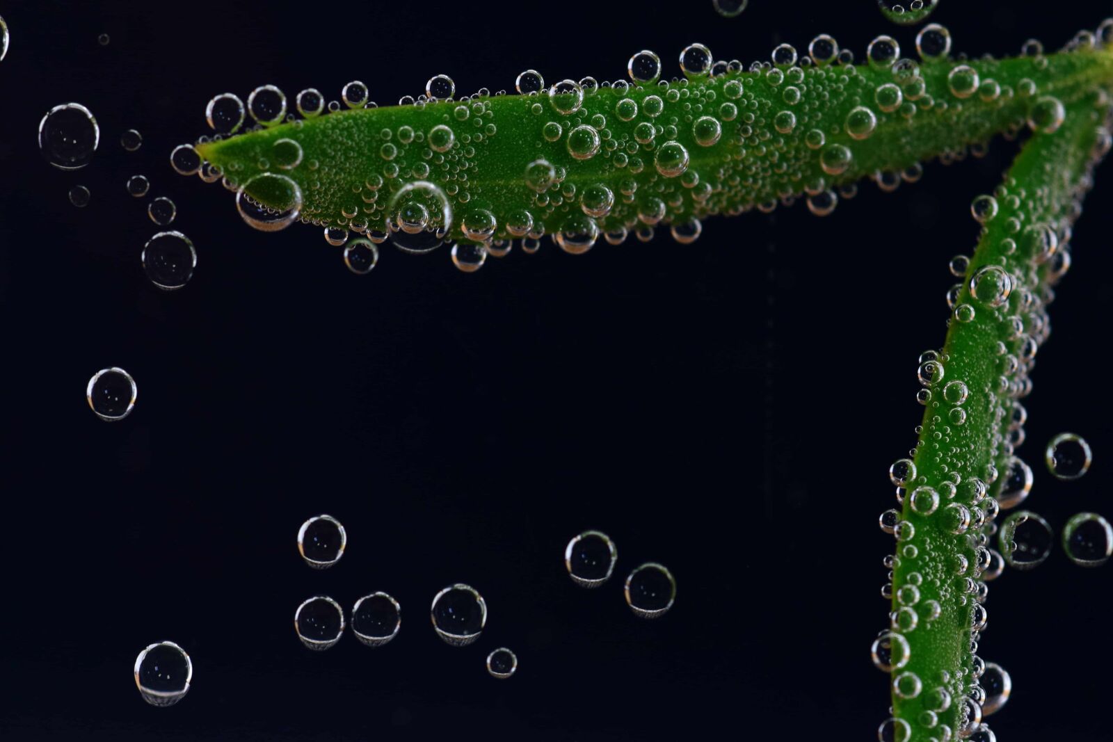 Nikon D3300 sample photo. Wet, underwater, darkness, bubble photography