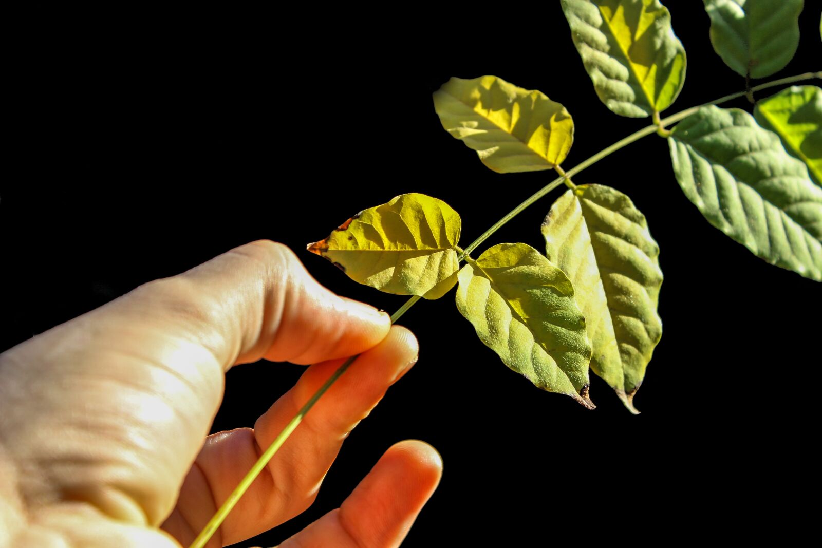 Canon EOS 600D (Rebel EOS T3i / EOS Kiss X5) sample photo. Leaf, earth, green leaves photography