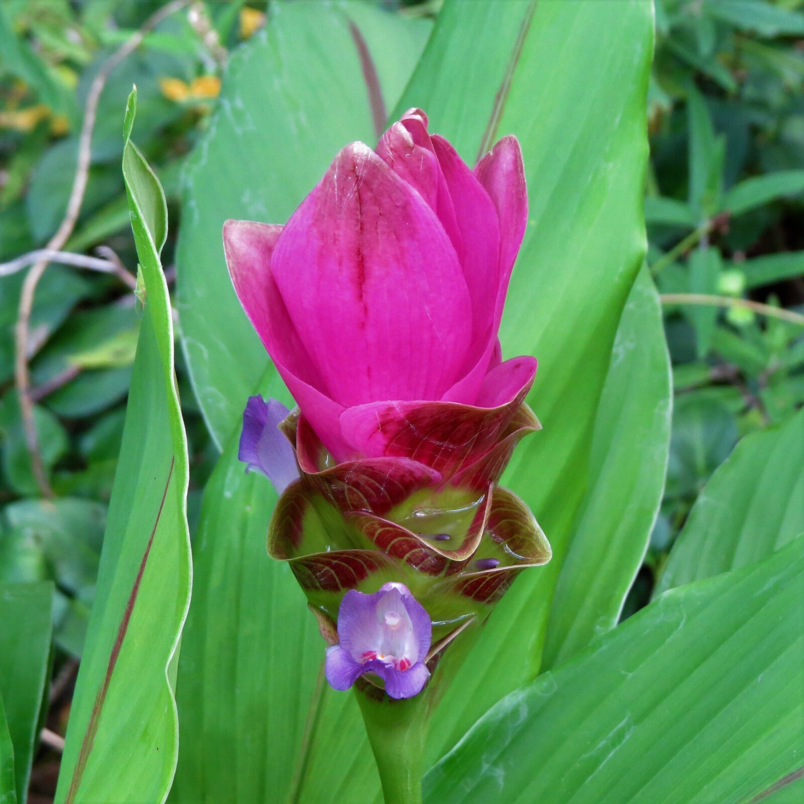 Canon PowerShot SX50 HS sample photo. Flowering leaves, ginger plant photography