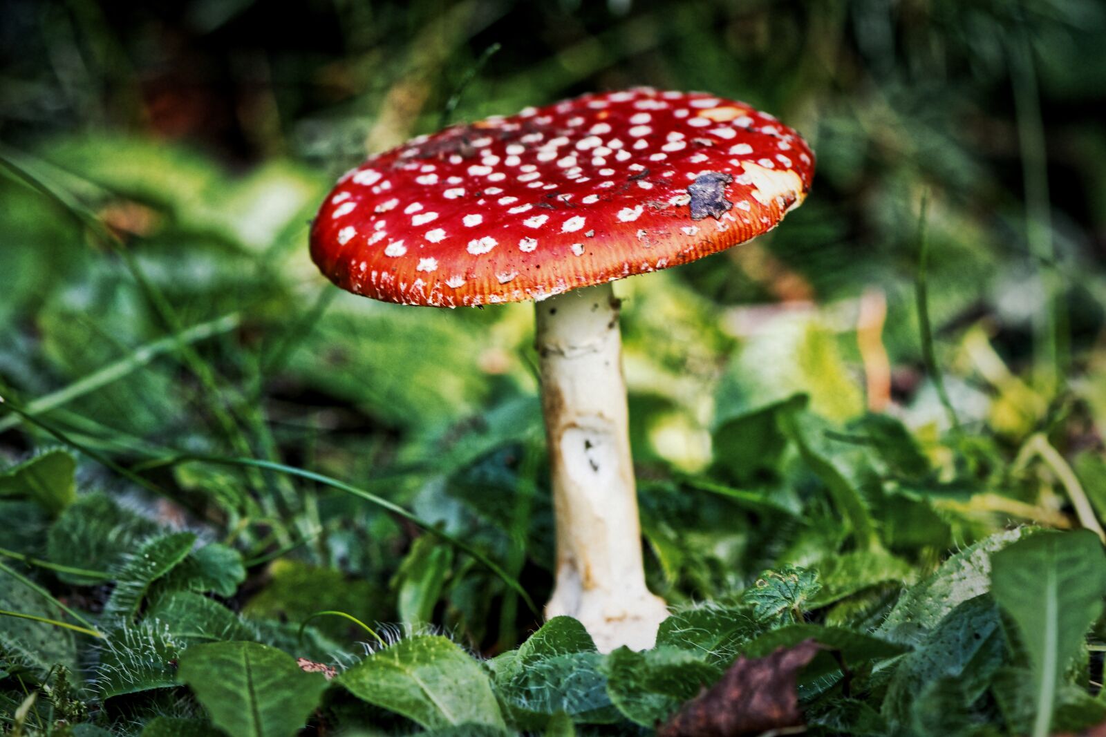 Nikon D7200 sample photo. Fly agaric, nature, forest photography