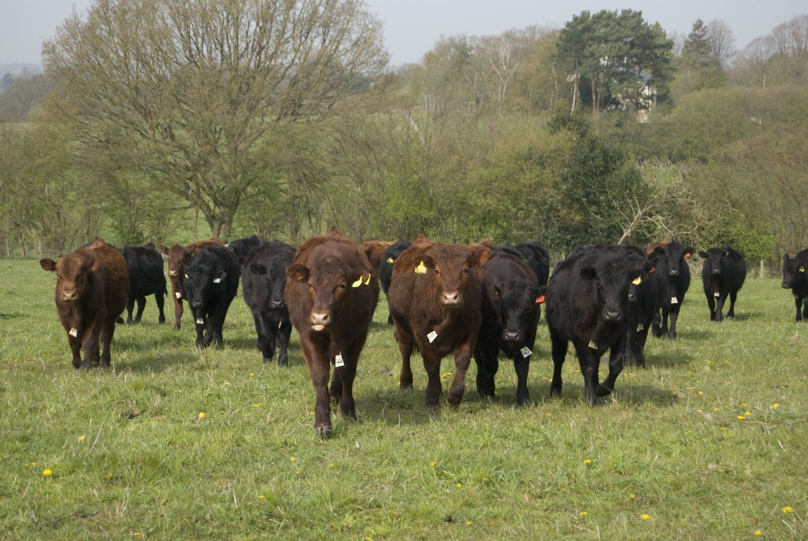 Nikon D80 sample photo. Cow, angus, cattle photography