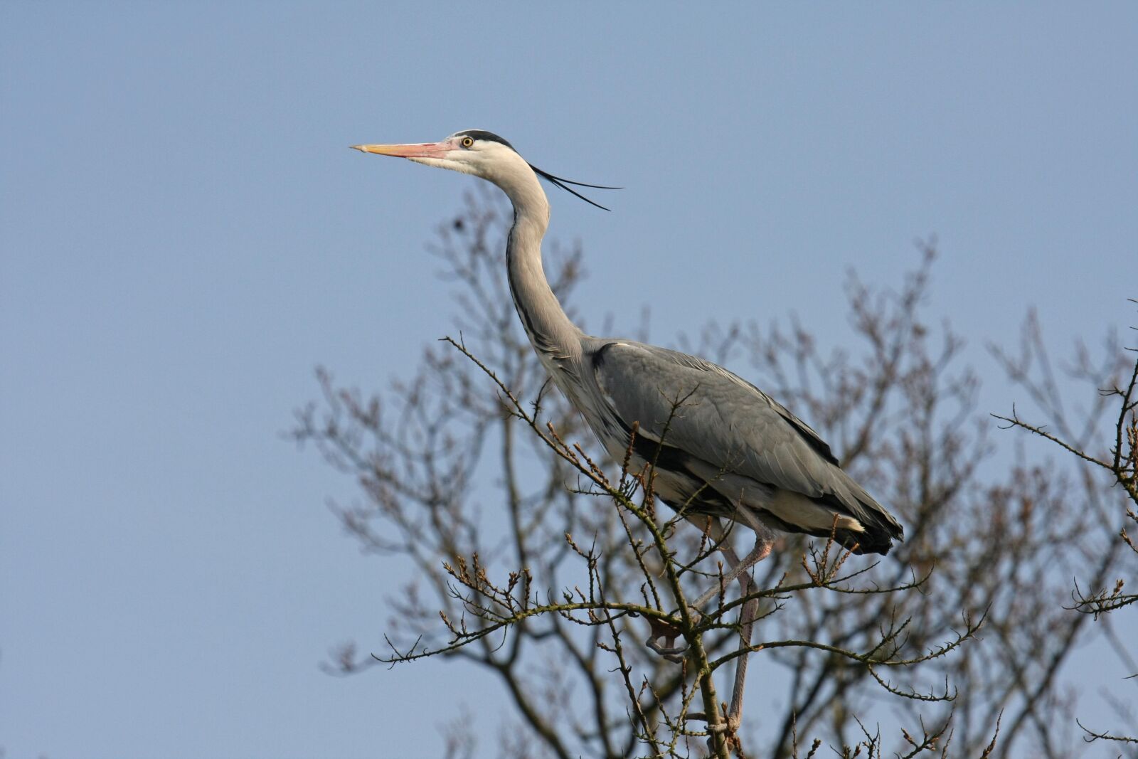 Canon EOS 40D sample photo. Bird, nature photography