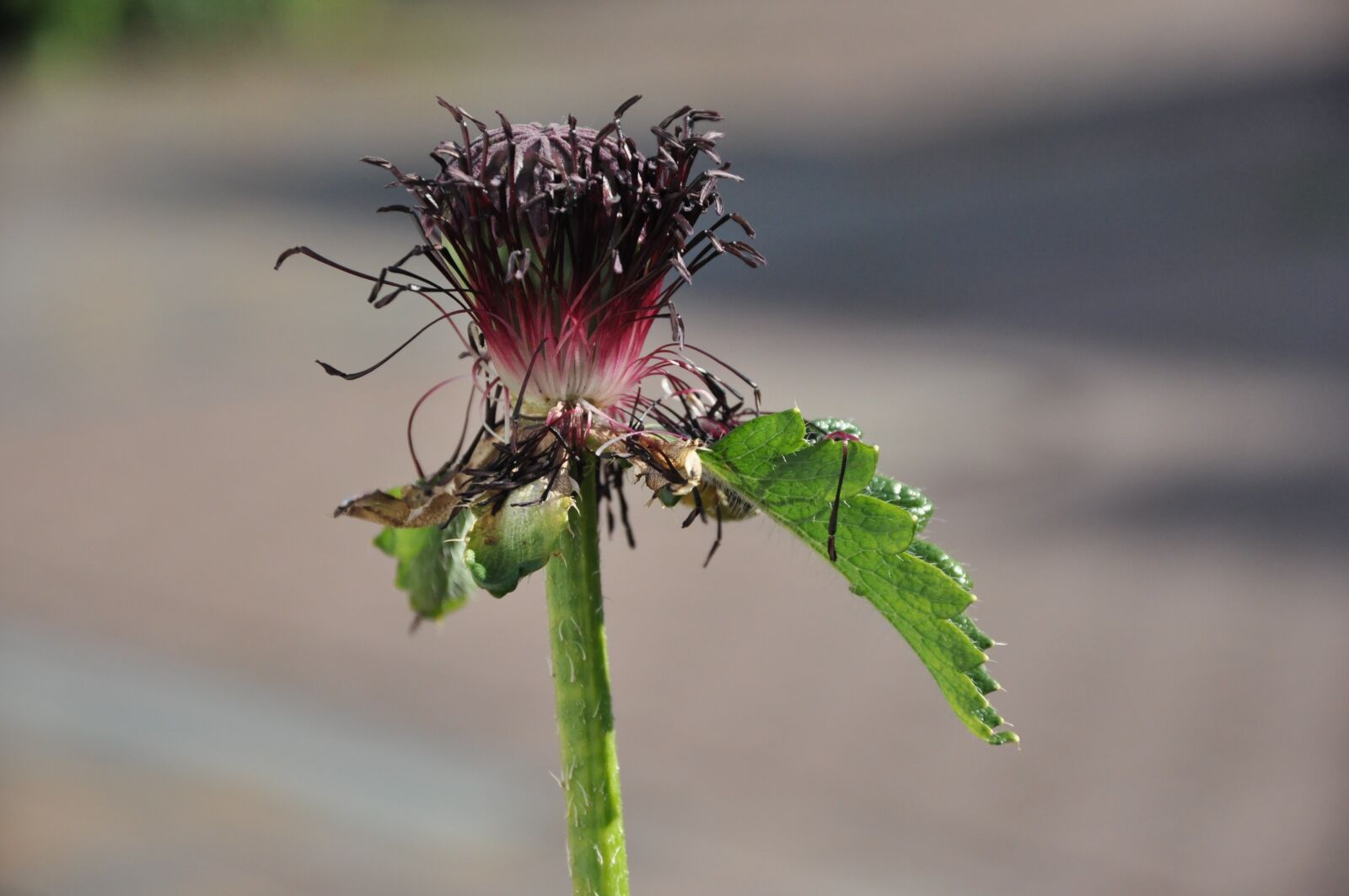 Nikon D90 sample photo. Klatschmohn, bizarre, nature photography