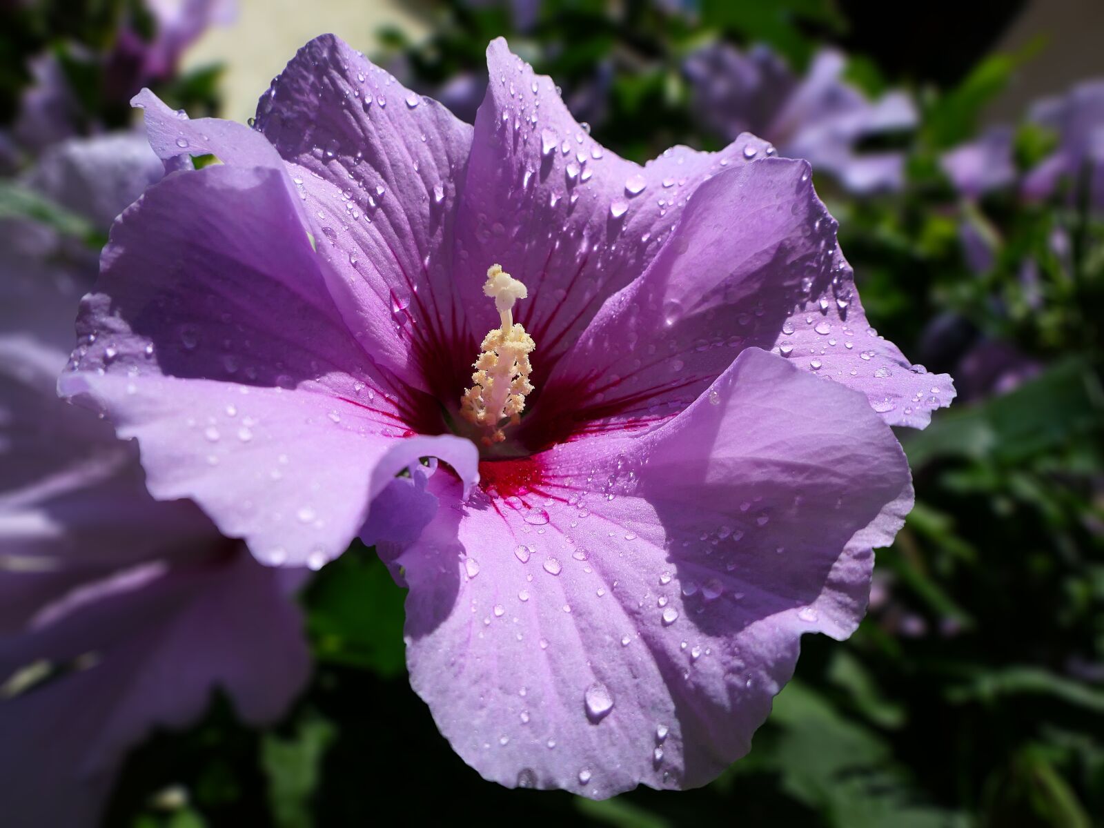 Panasonic Lumix DMC-FZ2500 (Lumix DMC-FZ2000) sample photo. Hibiscus, violet, petal photography