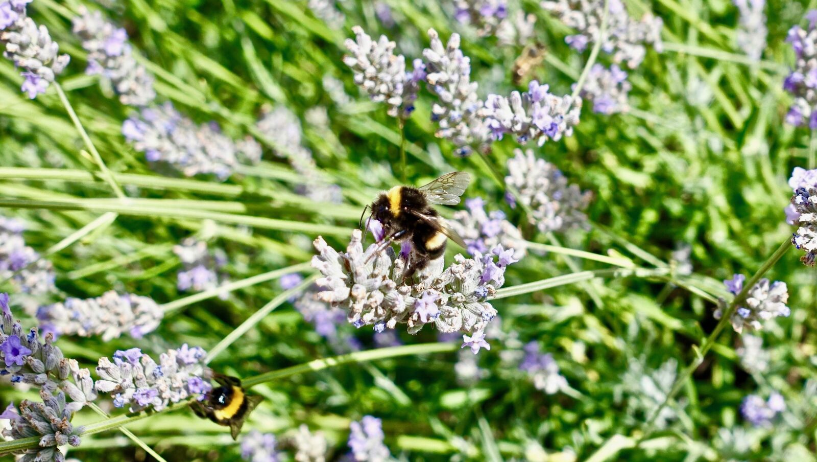 Sony Cyber-shot DSC-RX100 III sample photo. Bee, nectar, nature photography