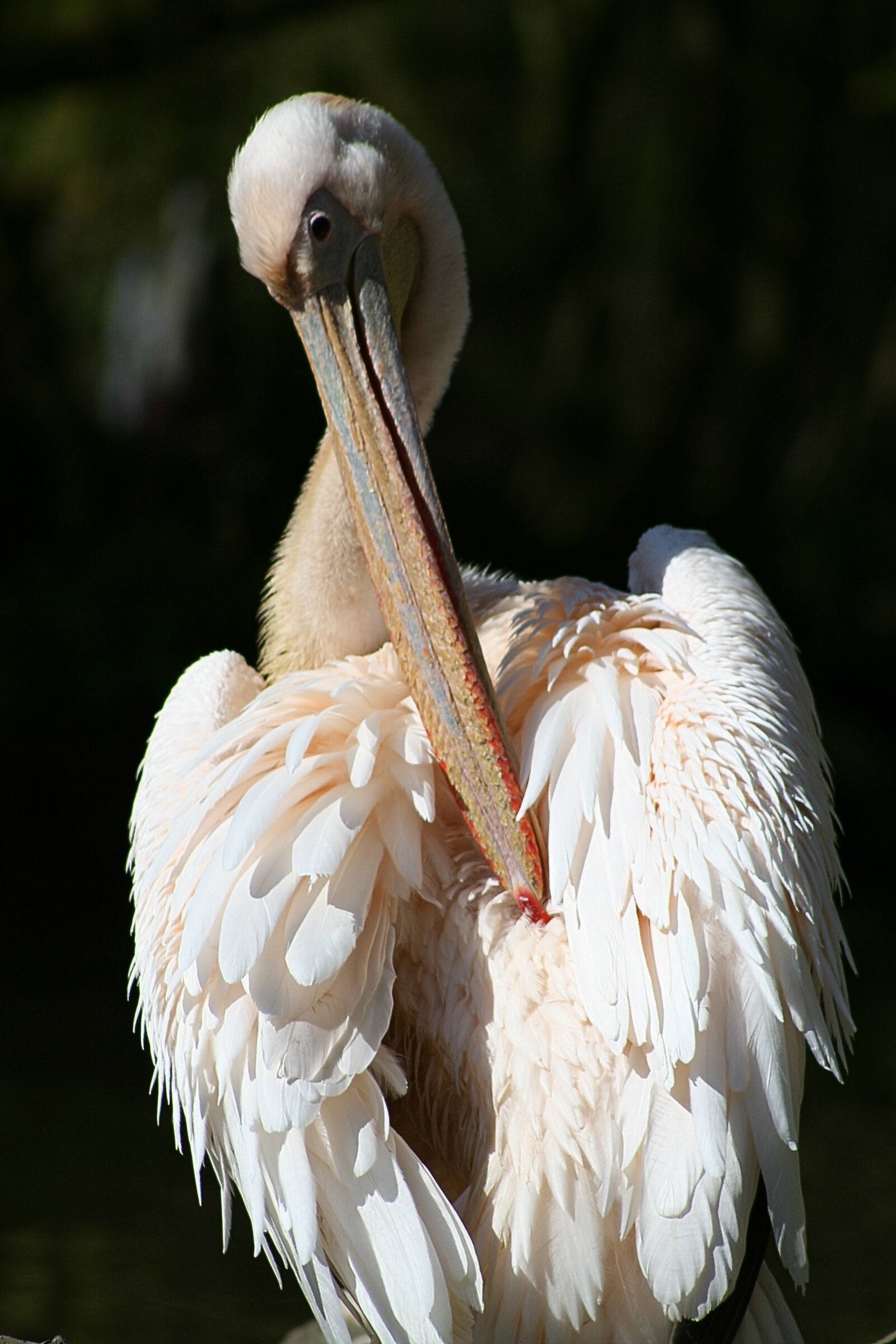Canon EOS 350D (EOS Digital Rebel XT / EOS Kiss Digital N) sample photo. Pelikan, bird, animal portrait photography