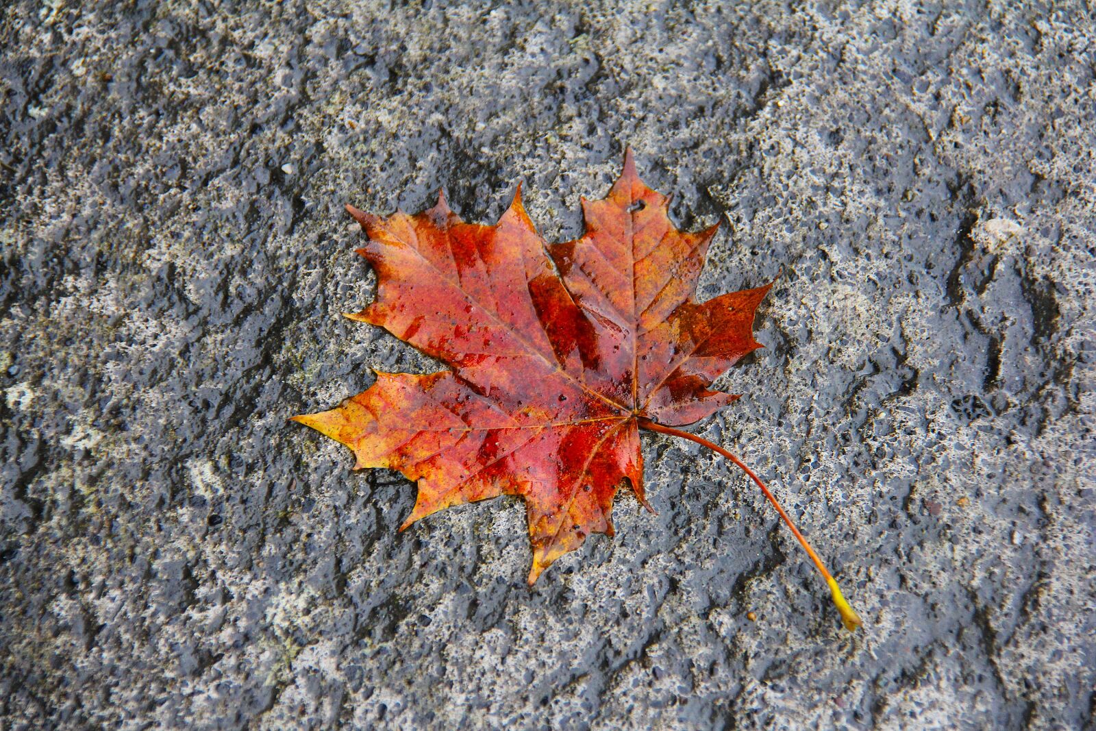 Canon EF-S 18-200mm F3.5-5.6 IS sample photo. Wet, maple, maple leaf photography