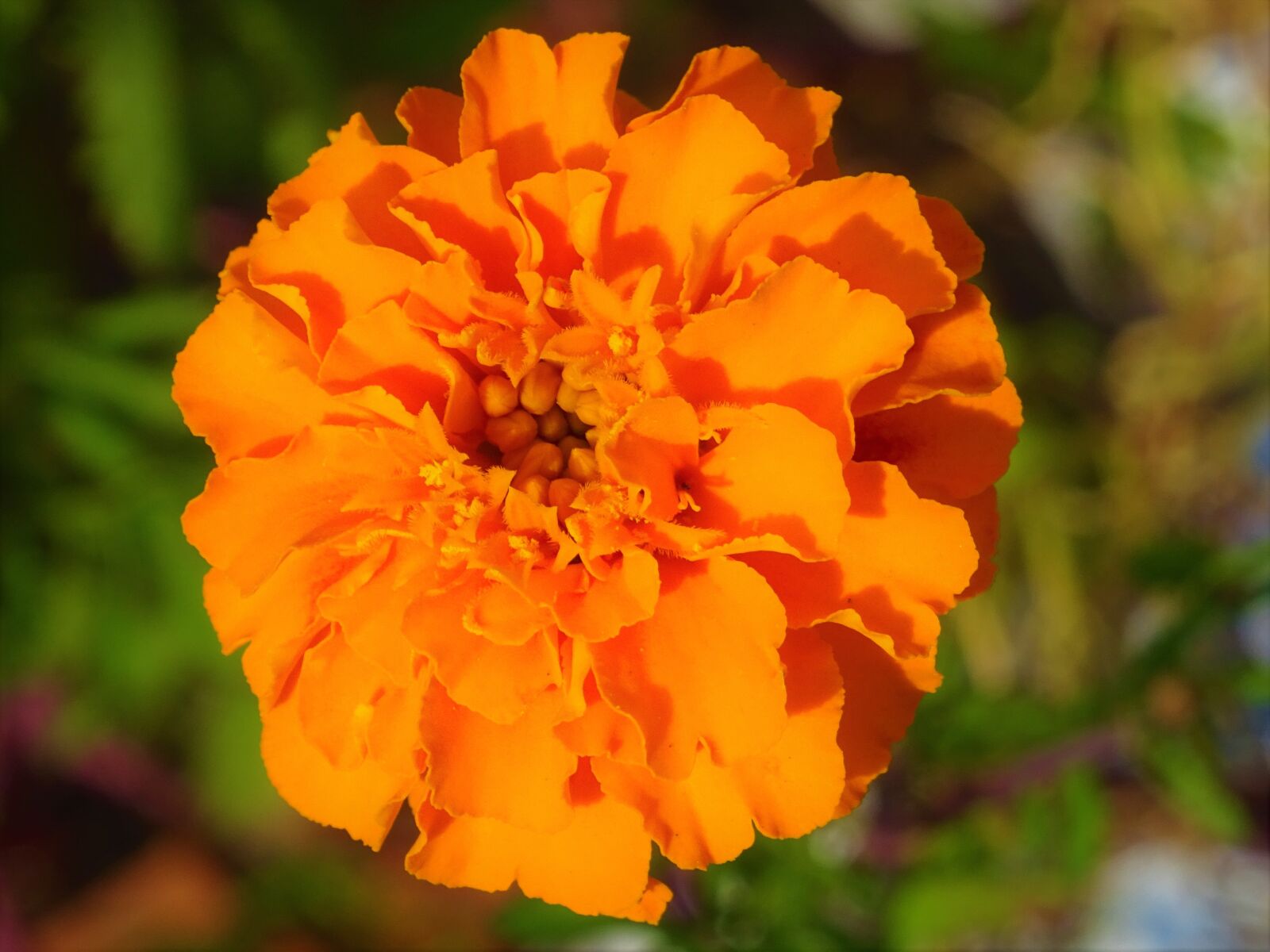 Sony DSC-HX60 sample photo. Flower, orange, beautiful photography