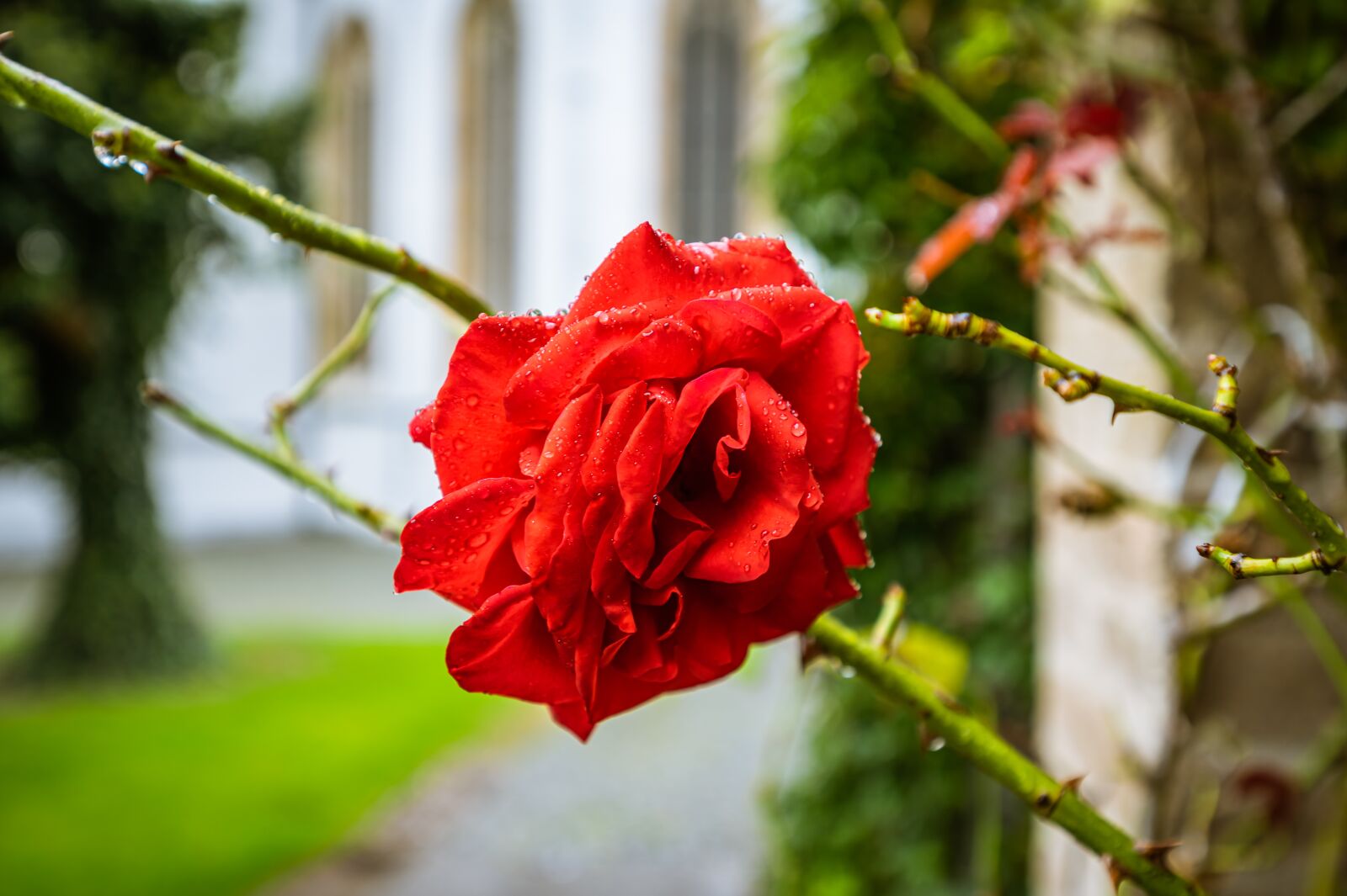 Nikon Z6 sample photo. Rose, flower, blossom photography