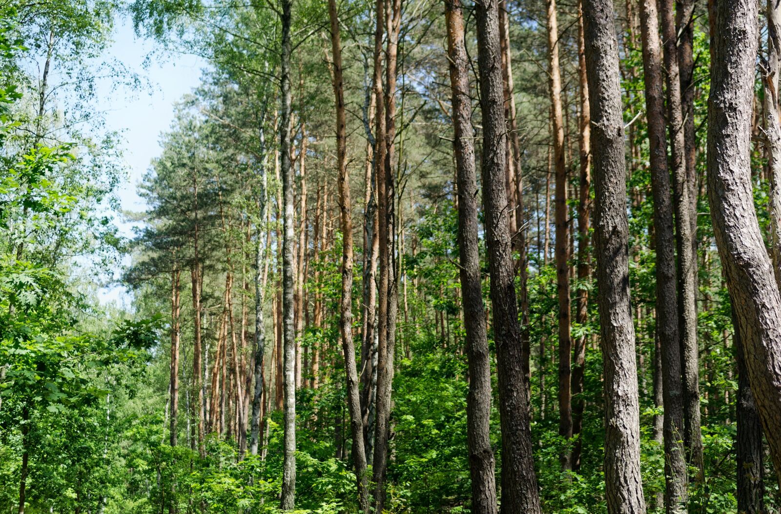 Nikon D5100 sample photo. Trees, top, forest photography