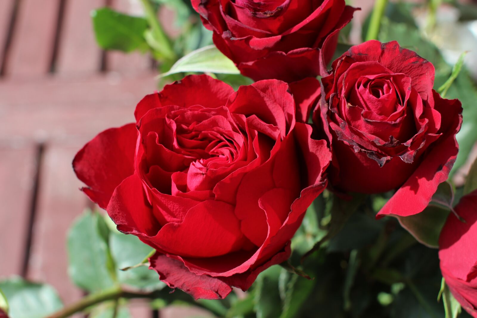 Canon EOS 1200D (EOS Rebel T5 / EOS Kiss X70 / EOS Hi) + Canon EF 28mm F1.8 USM sample photo. Roses, red, love photography