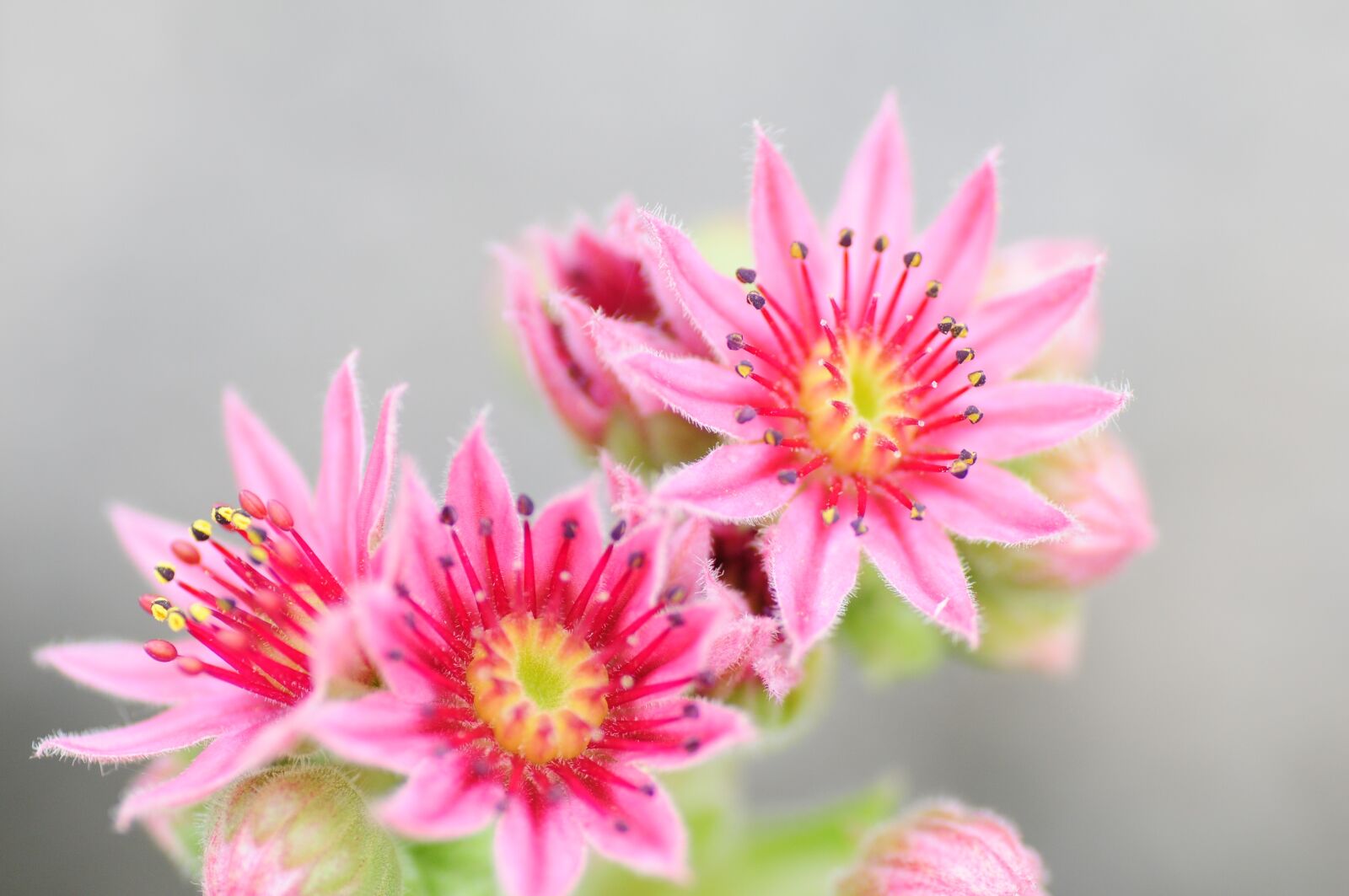 Nikon D300S sample photo. Houseleek, garden, cactus photography