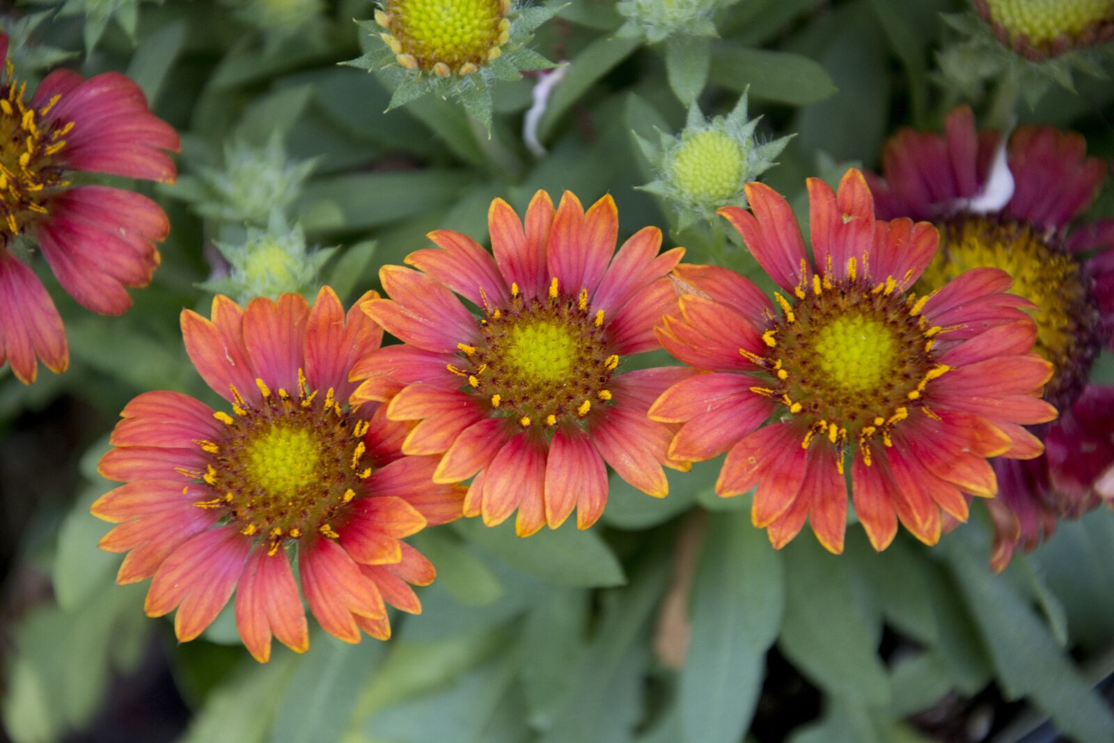 Nikon D5200 sample photo. Blanket flower blooms, garden photography