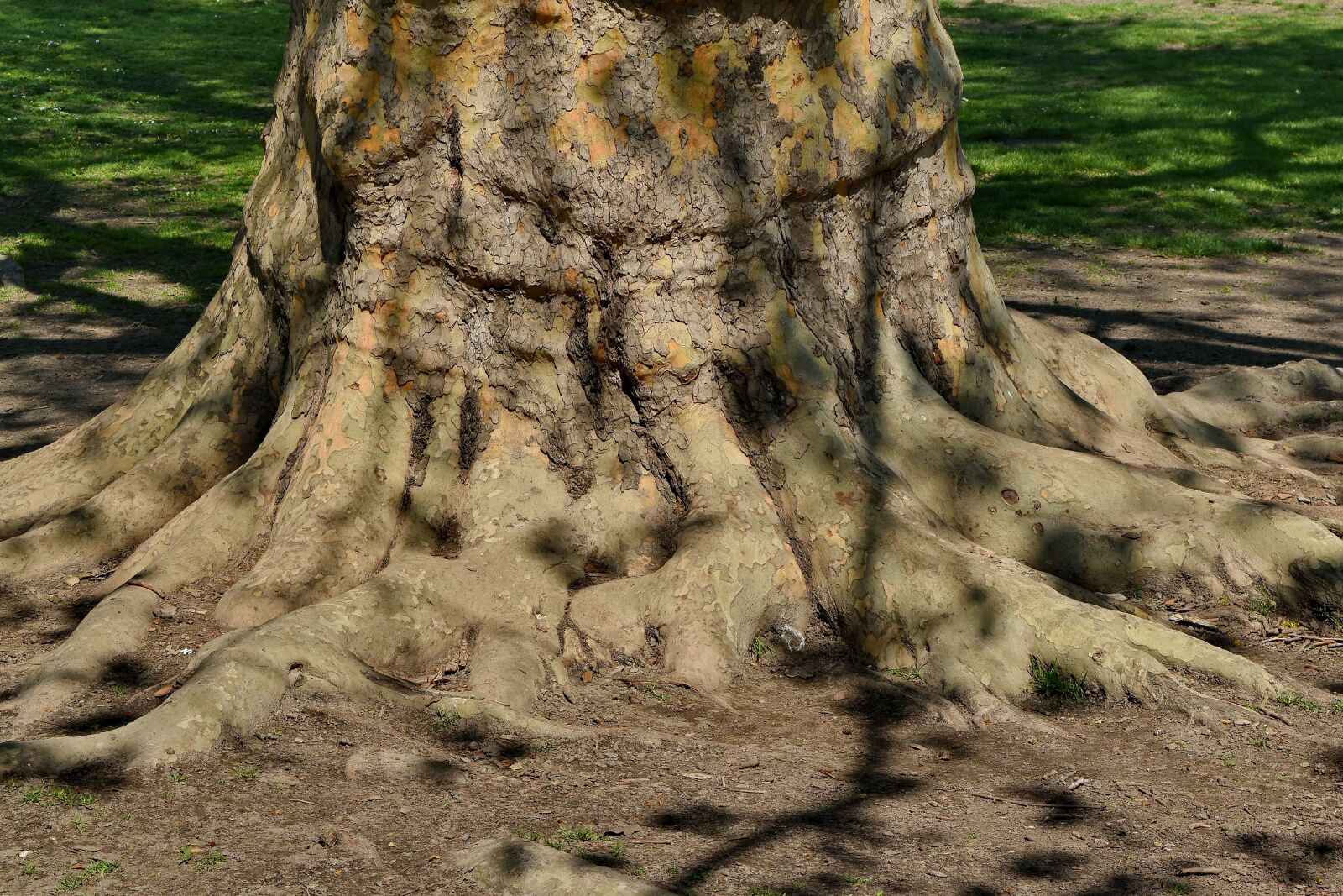 Nikon D5500 sample photo. Big, ground, old, roots photography