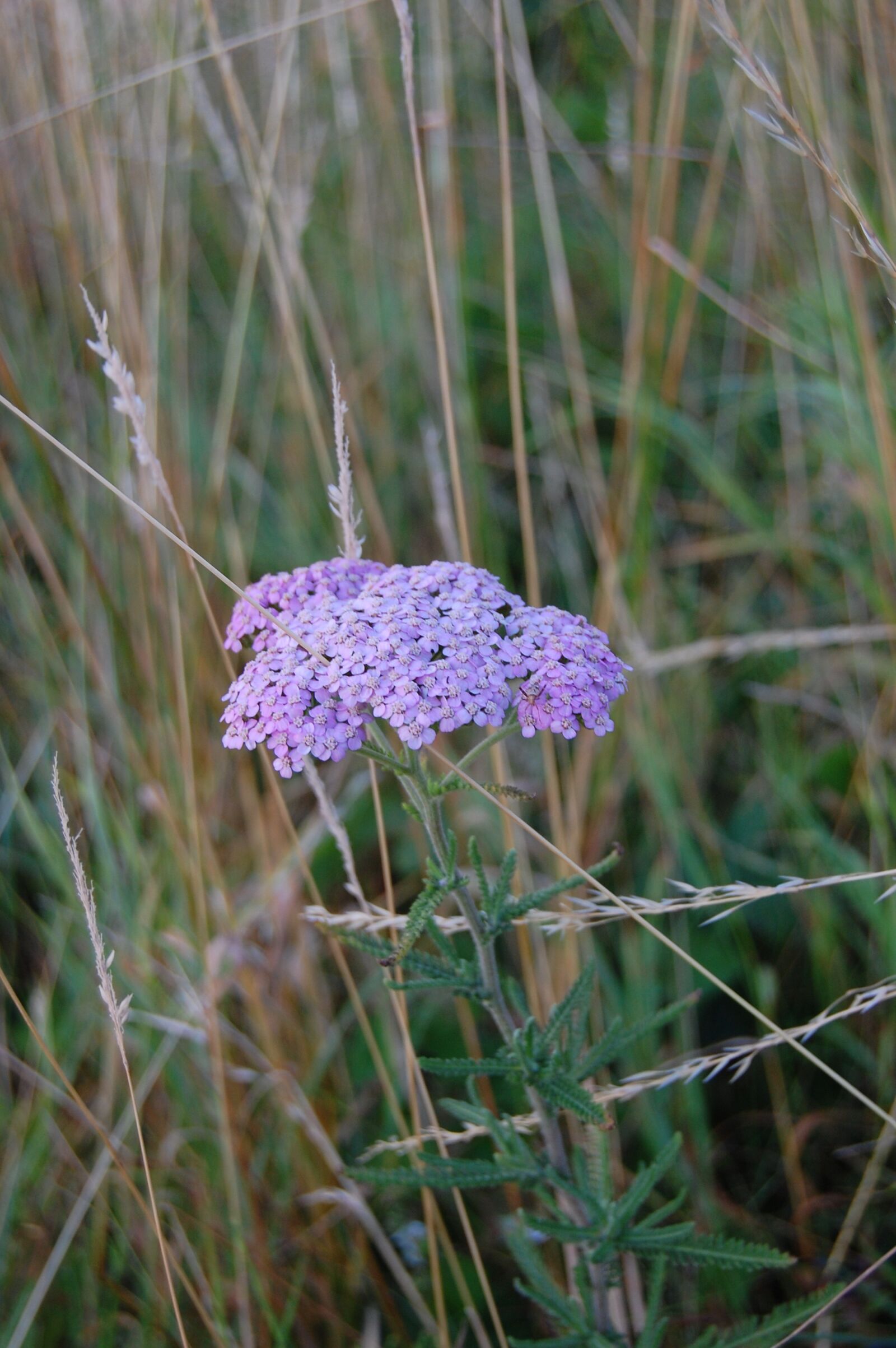 Nikon D40 sample photo. Flowers, umbel, purple photography