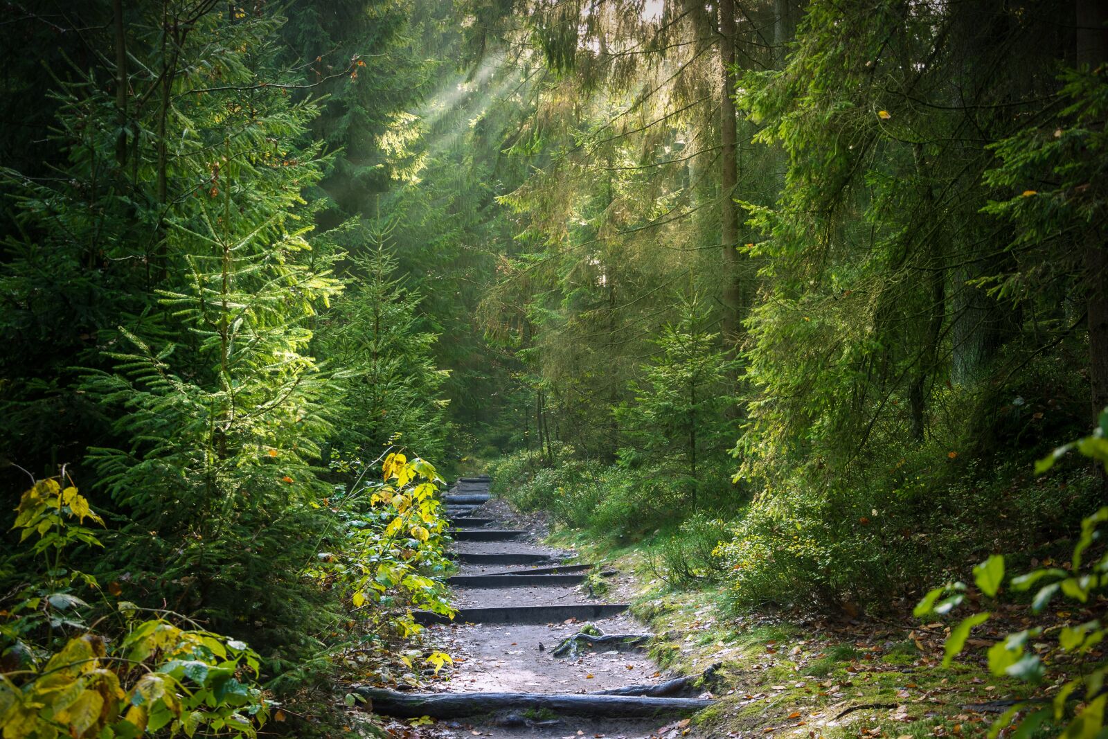 Nikon D7200 sample photo. Forest, away, forest path photography