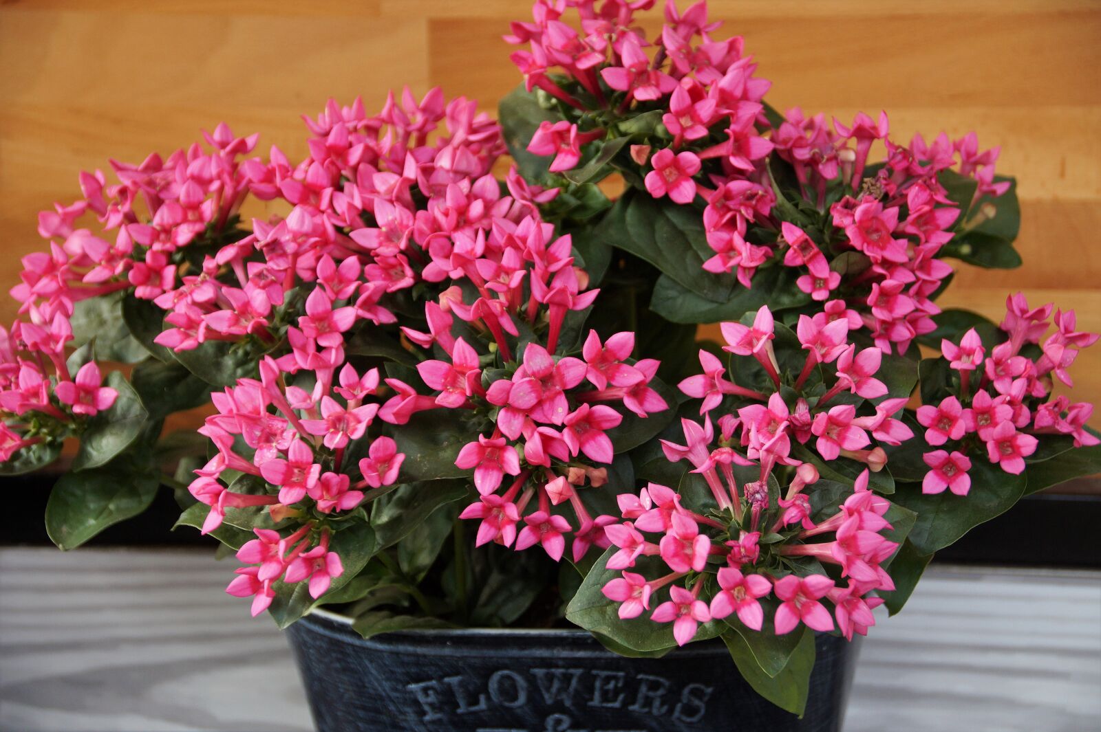 Sony SLT-A58 sample photo. Flower, plant, flowering photography