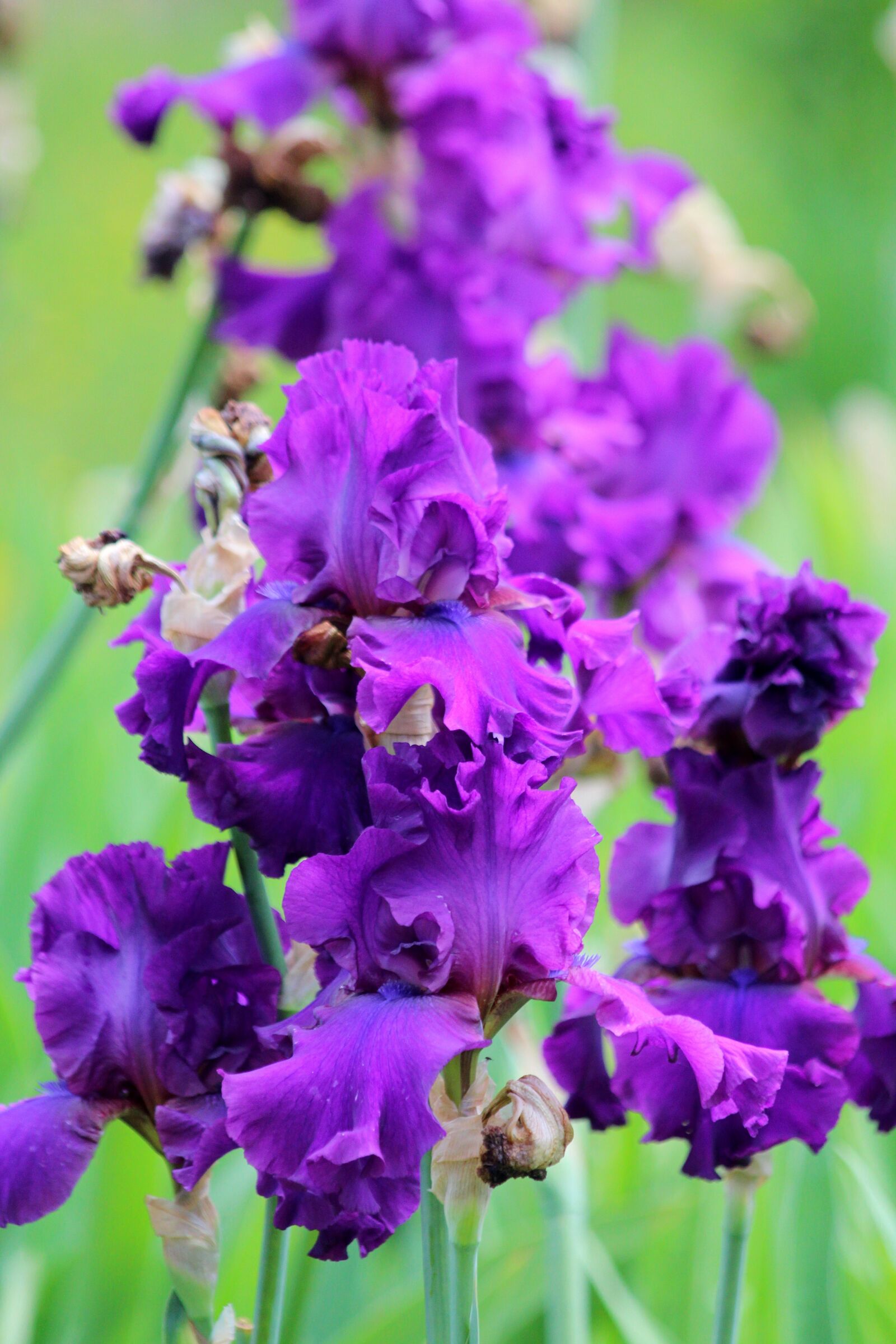 Canon EOS 650D (EOS Rebel T4i / EOS Kiss X6i) sample photo. Iris, flower, garden flowers photography
