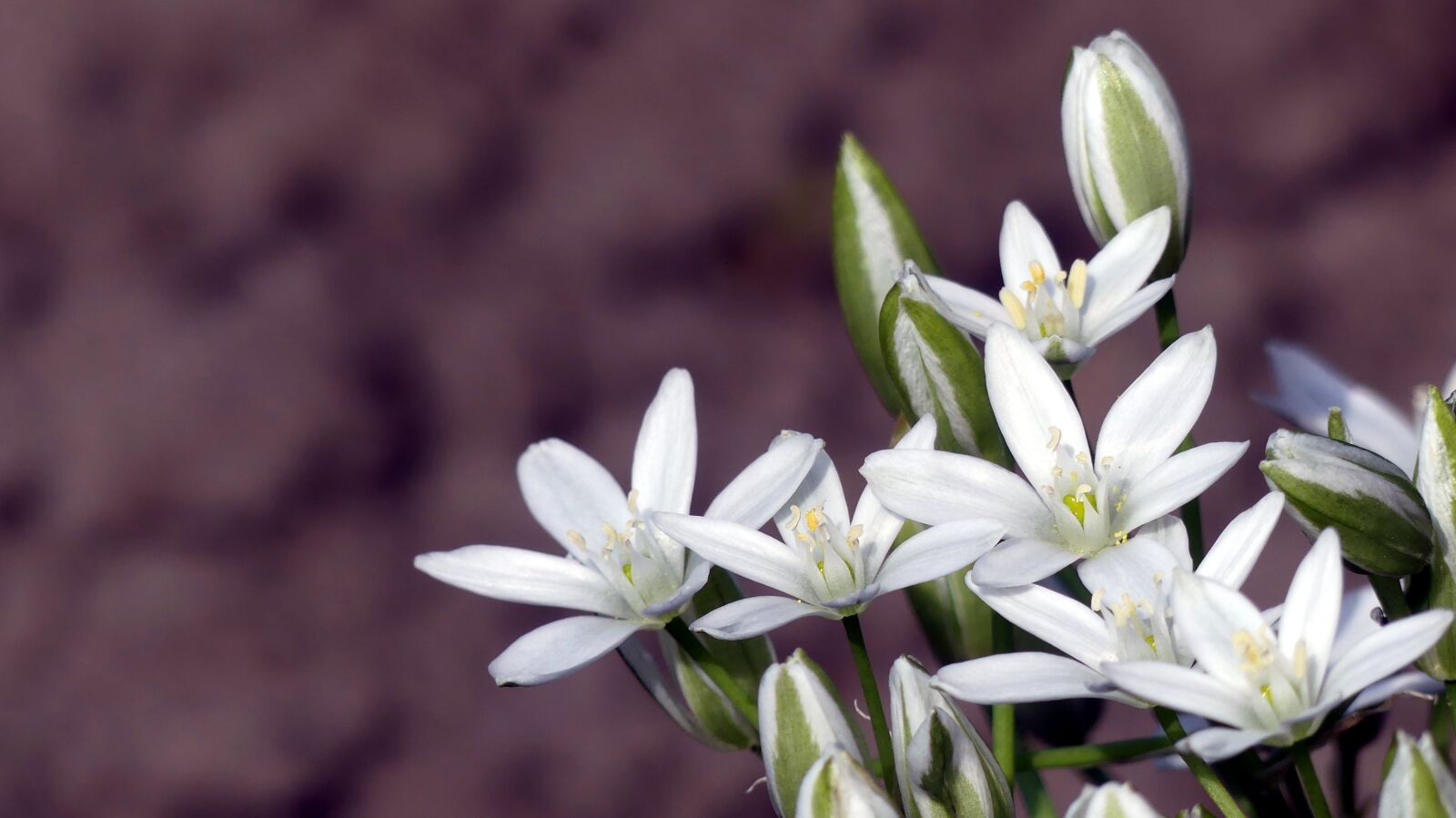 Panasonic Lumix DMC-FZ300 sample photo. Flowers, garden, spring photography