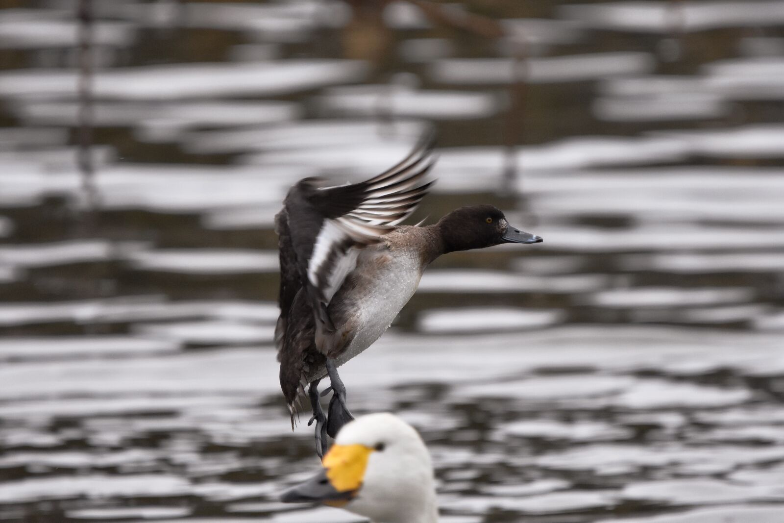 Nikon D7200 sample photo. Animal, pond, water photography