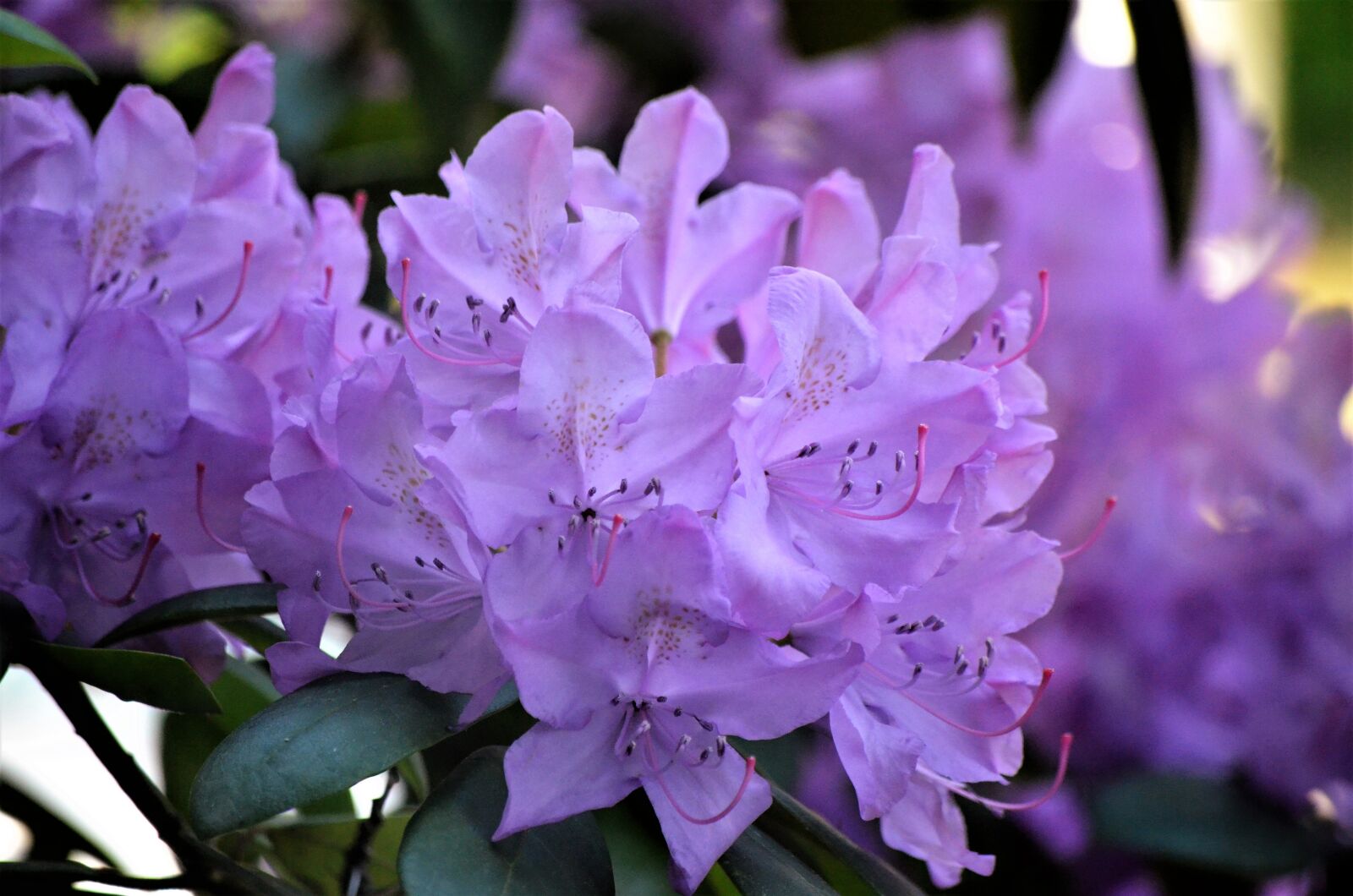Nikon D5100 sample photo. Garden, flower, flowers photography