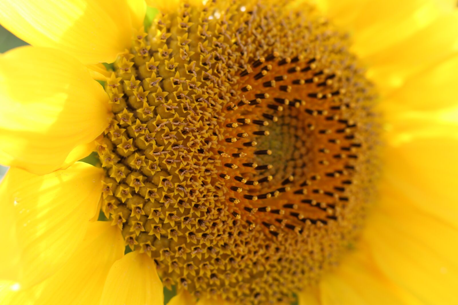 Canon EOS 1200D (EOS Rebel T5 / EOS Kiss X70 / EOS Hi) + Canon EF 50mm F1.8 STM sample photo. Sunflower, yellow, flower photography